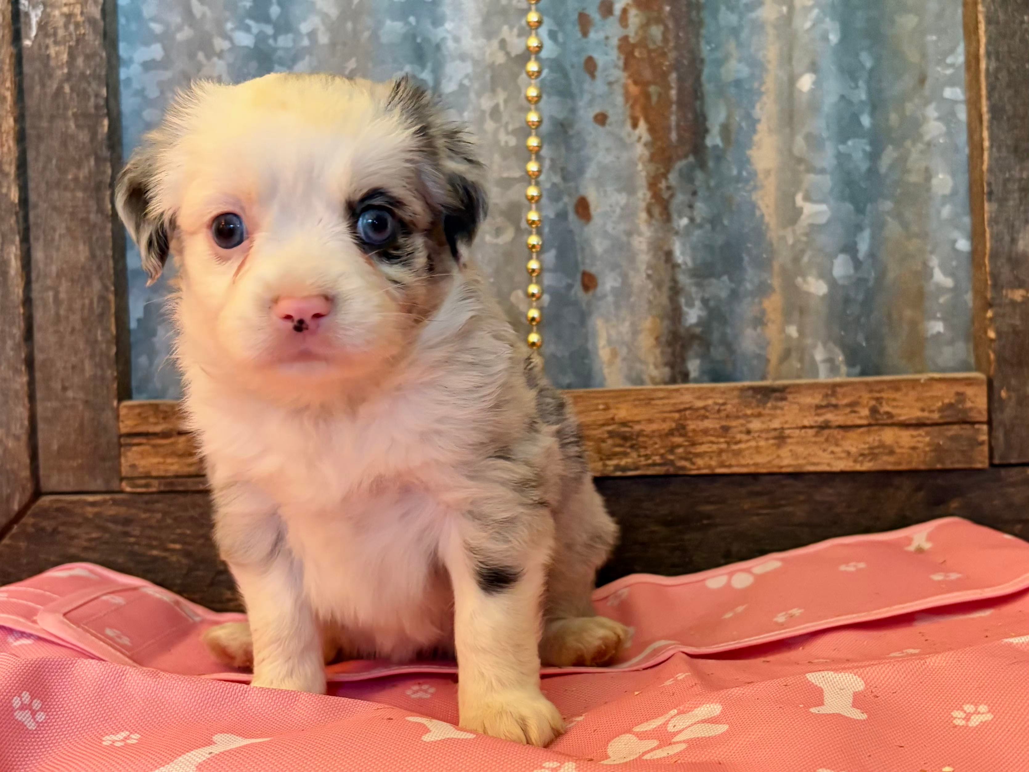 Almond joy – Australian Shepherd puppy for sale in Alba, TX