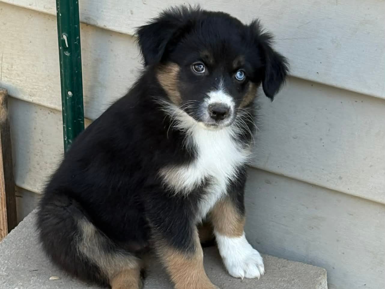 Orgeon – Australian Shepherd puppy for sale in Alba, TX