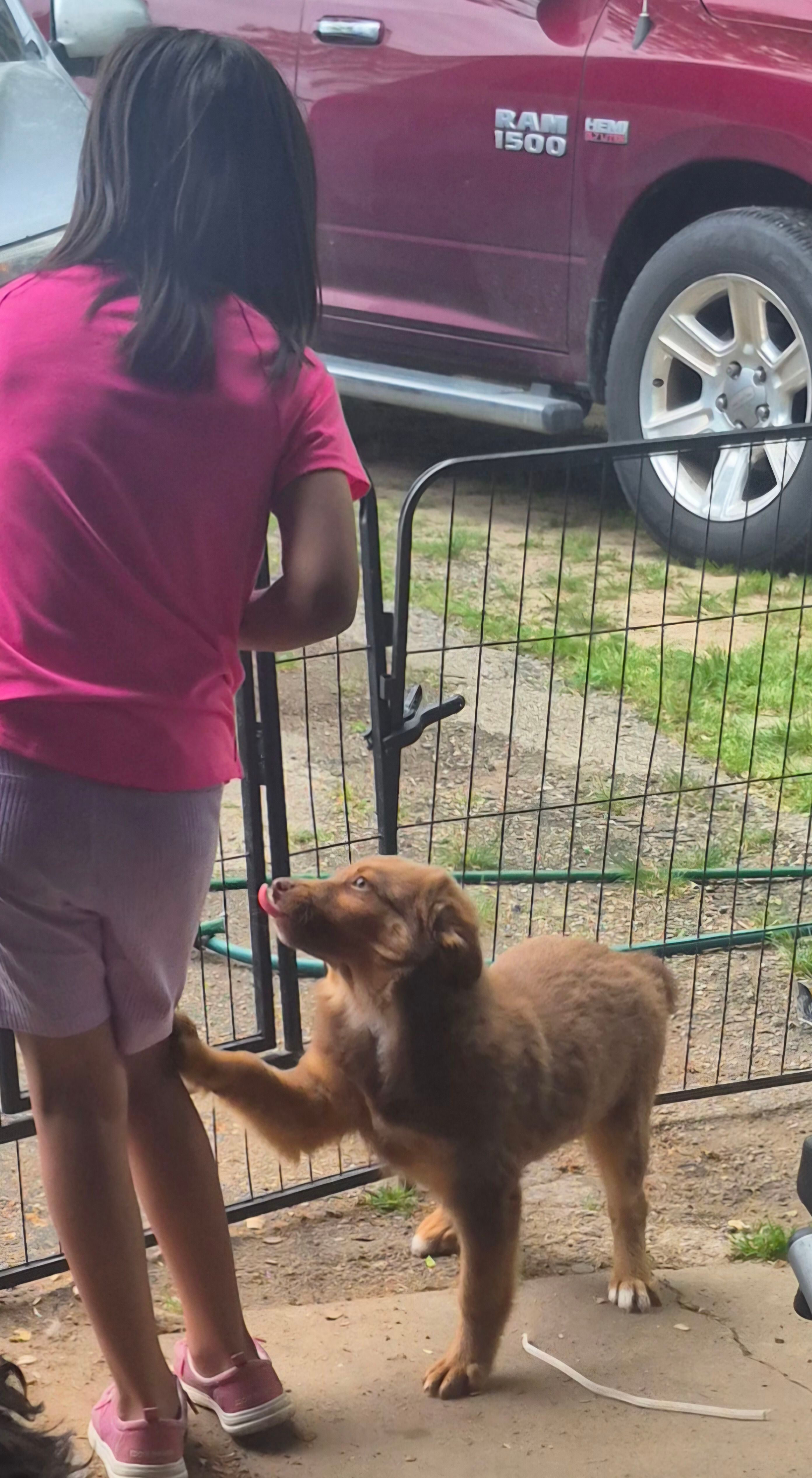 Utah – Miniature Australian Shepherd puppy for sale in Alba, TX