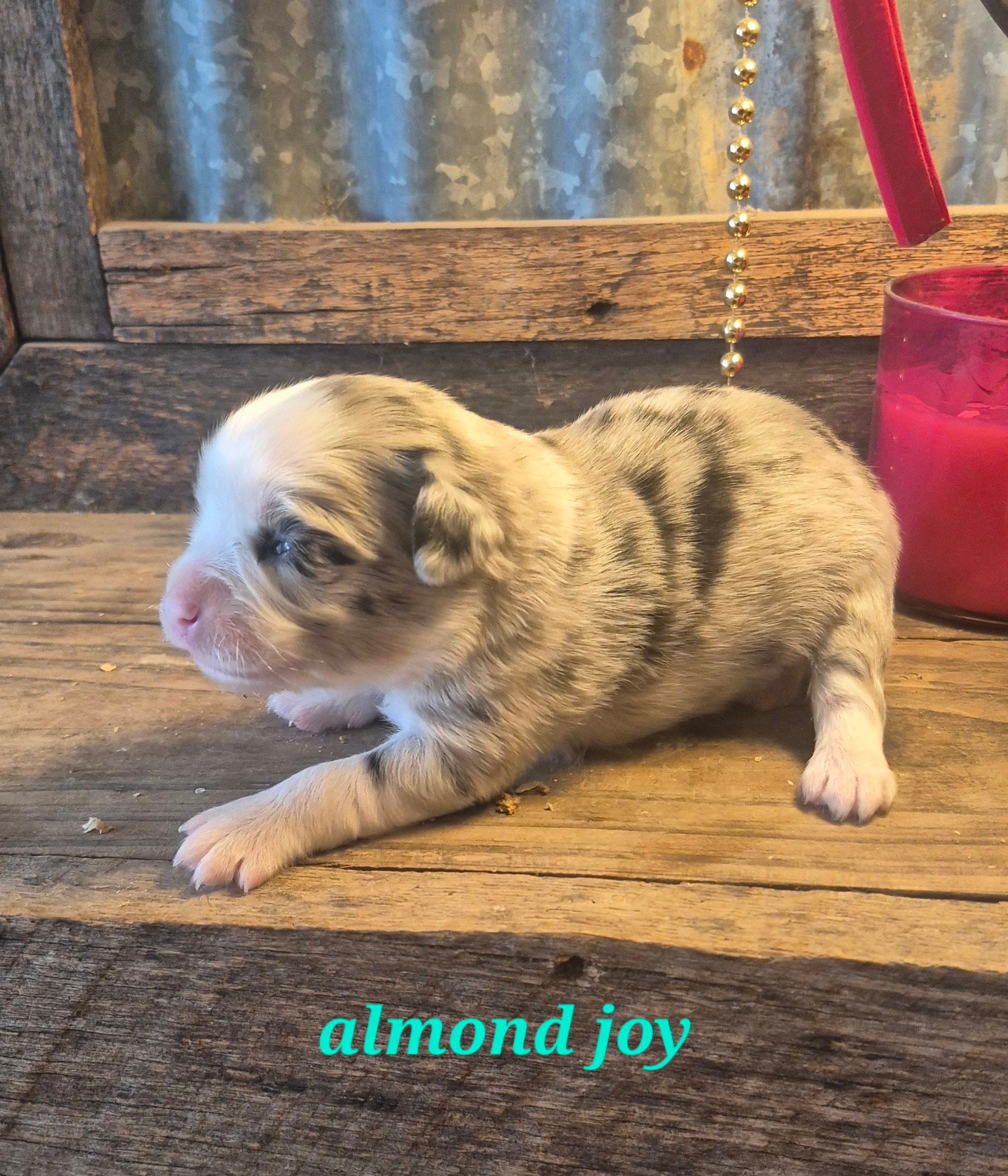 Almond joy – Australian Shepherd puppy for sale in Alba, TX