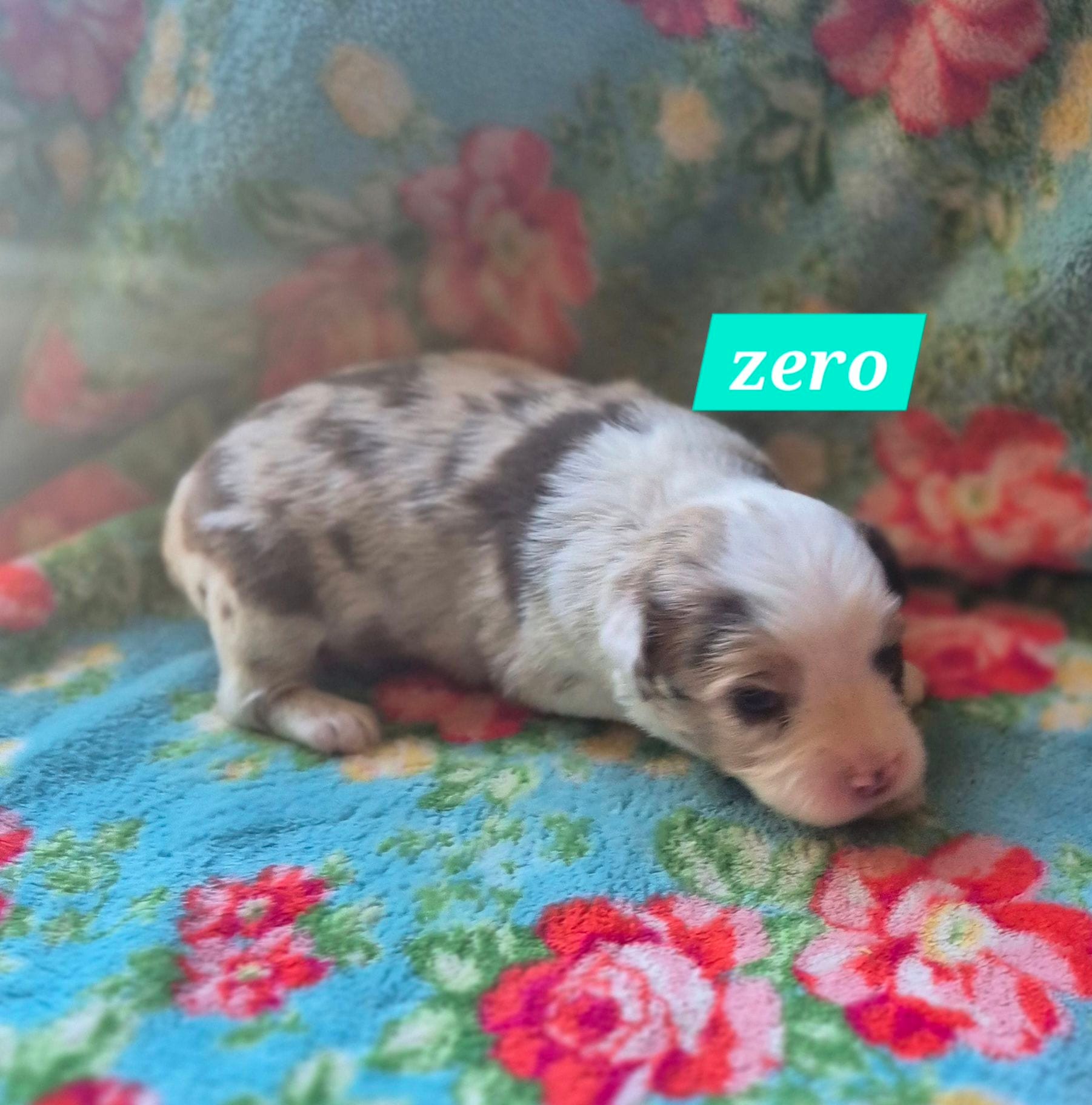Zero – Toy Australian Shepherd puppy for sale in Alba, TX