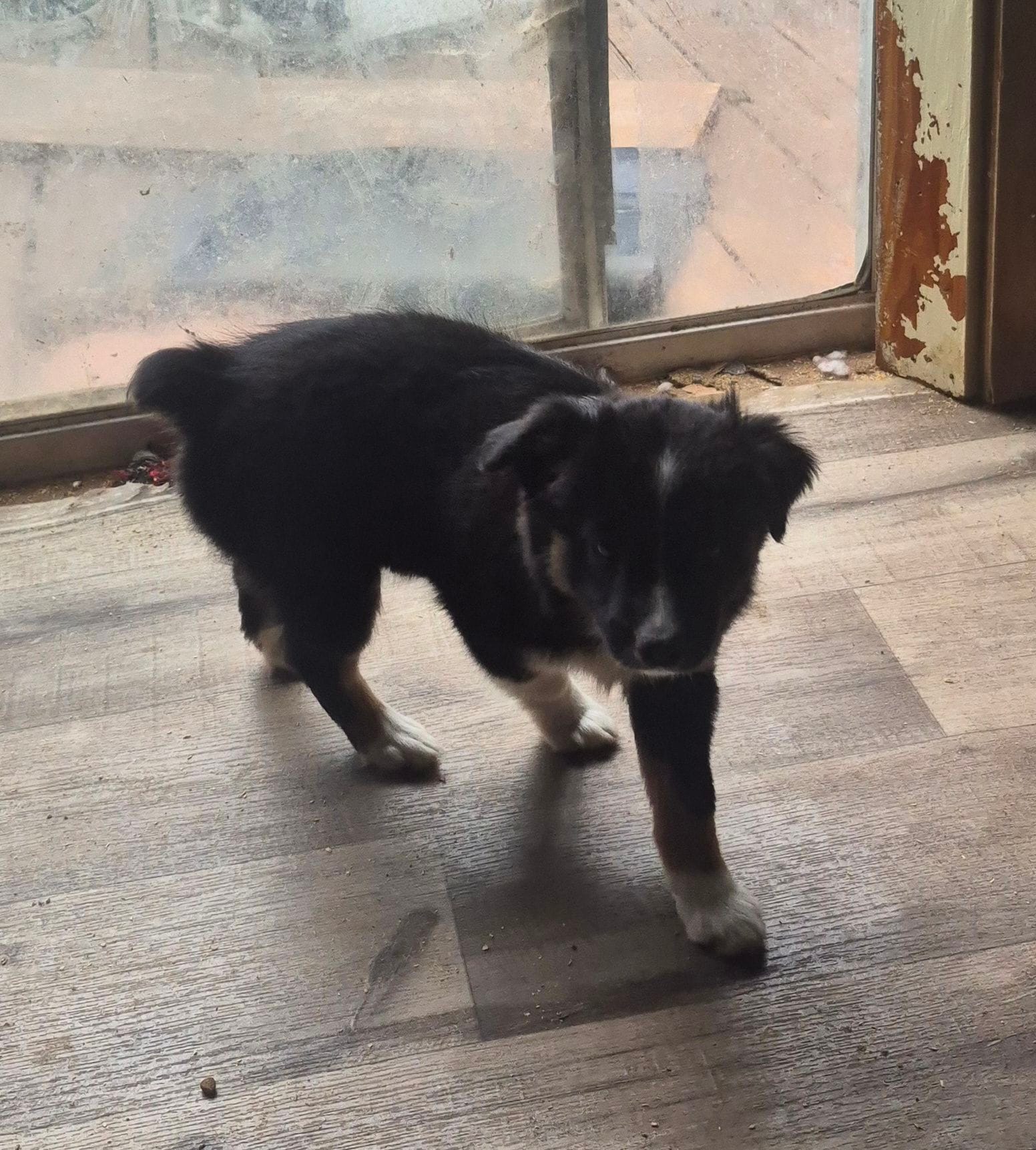 Snickers – Toy Australian Shepherd puppy for sale in Alba, TX