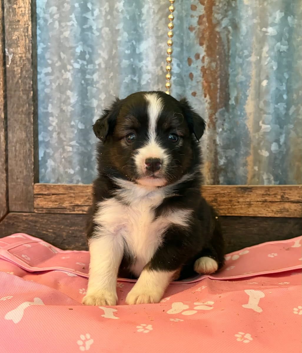 Crunch – Miniature Australian Shepherd puppy for sale in Alba, TX