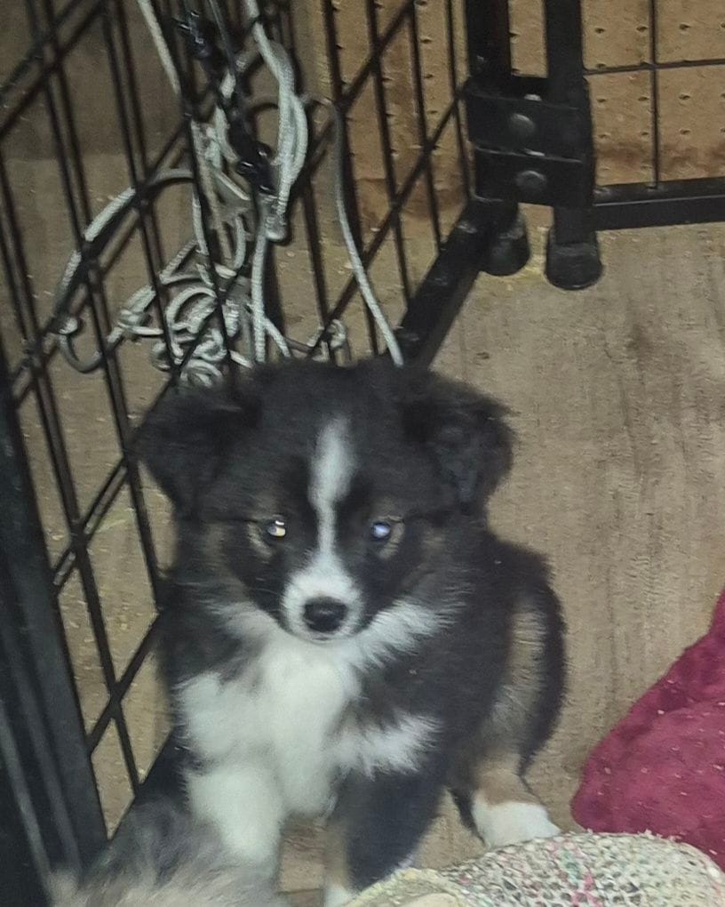 Crunch – Miniature Australian Shepherd puppy for sale in Alba, TX