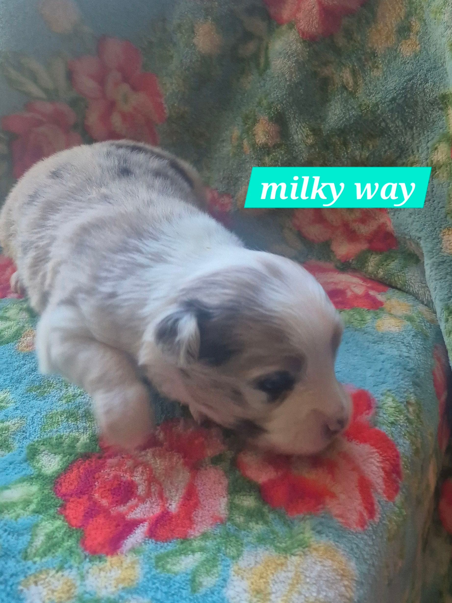 Milky way – Australian Shepherd puppy for sale in Alba, TX