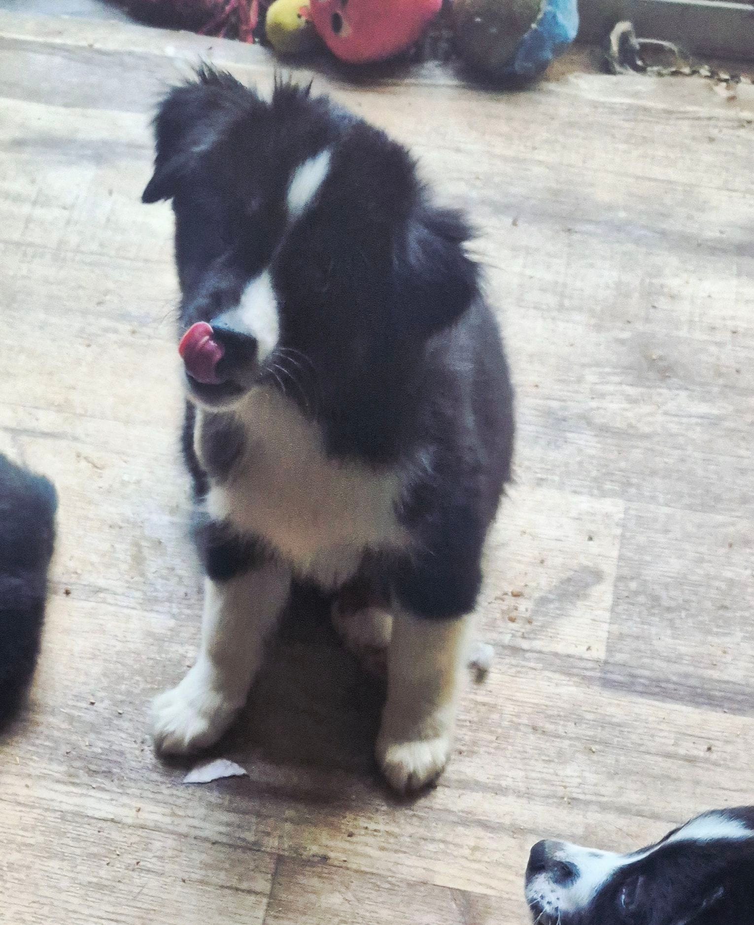 Crunch – Toy Australian Shepherd puppy for sale in Alba, TX