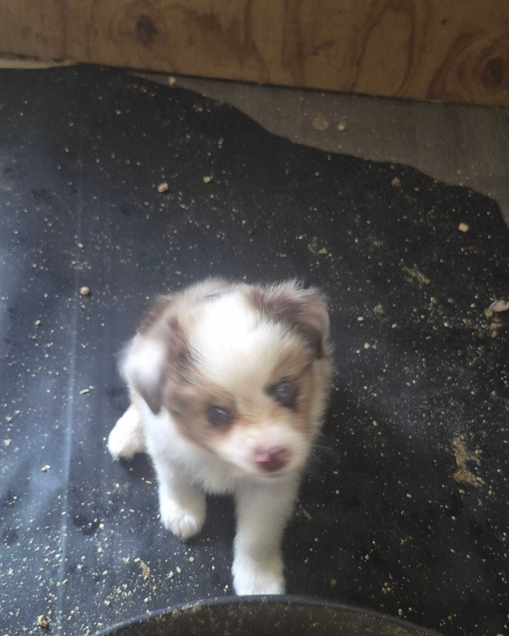Zero – Toy Australian Shepherd puppy for sale in Alba, TX