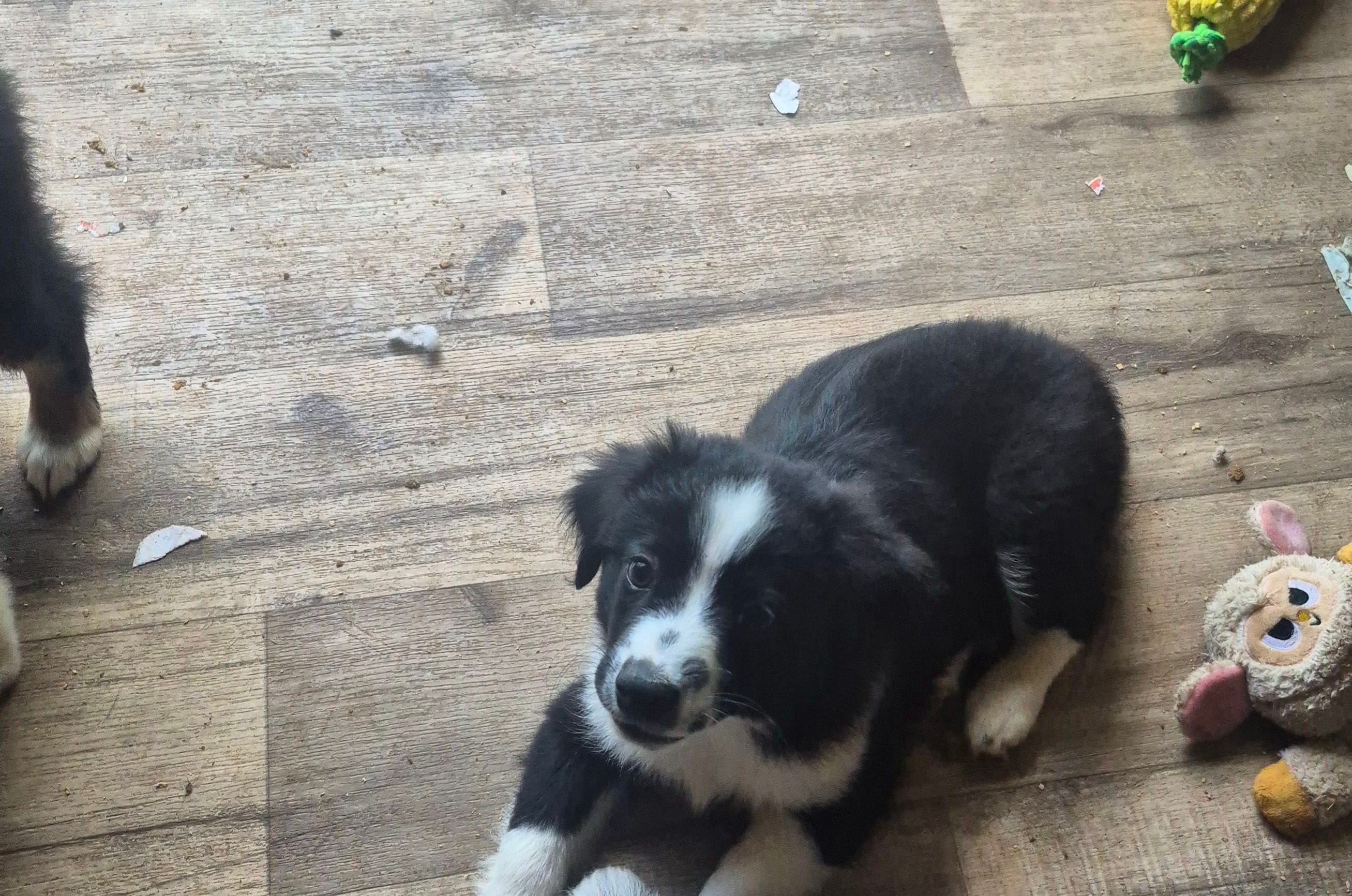 Mounds – Toy Australian Shepherd puppy for sale in Alba, TX