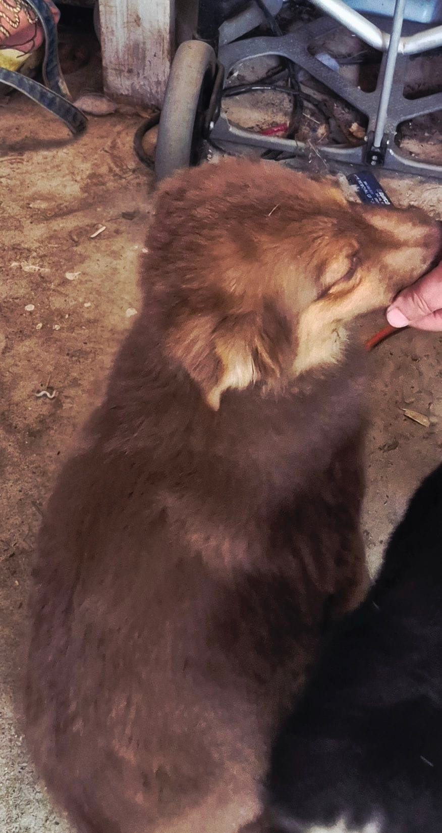 Utah – Miniature Australian Shepherd puppy for sale in Alba, TX