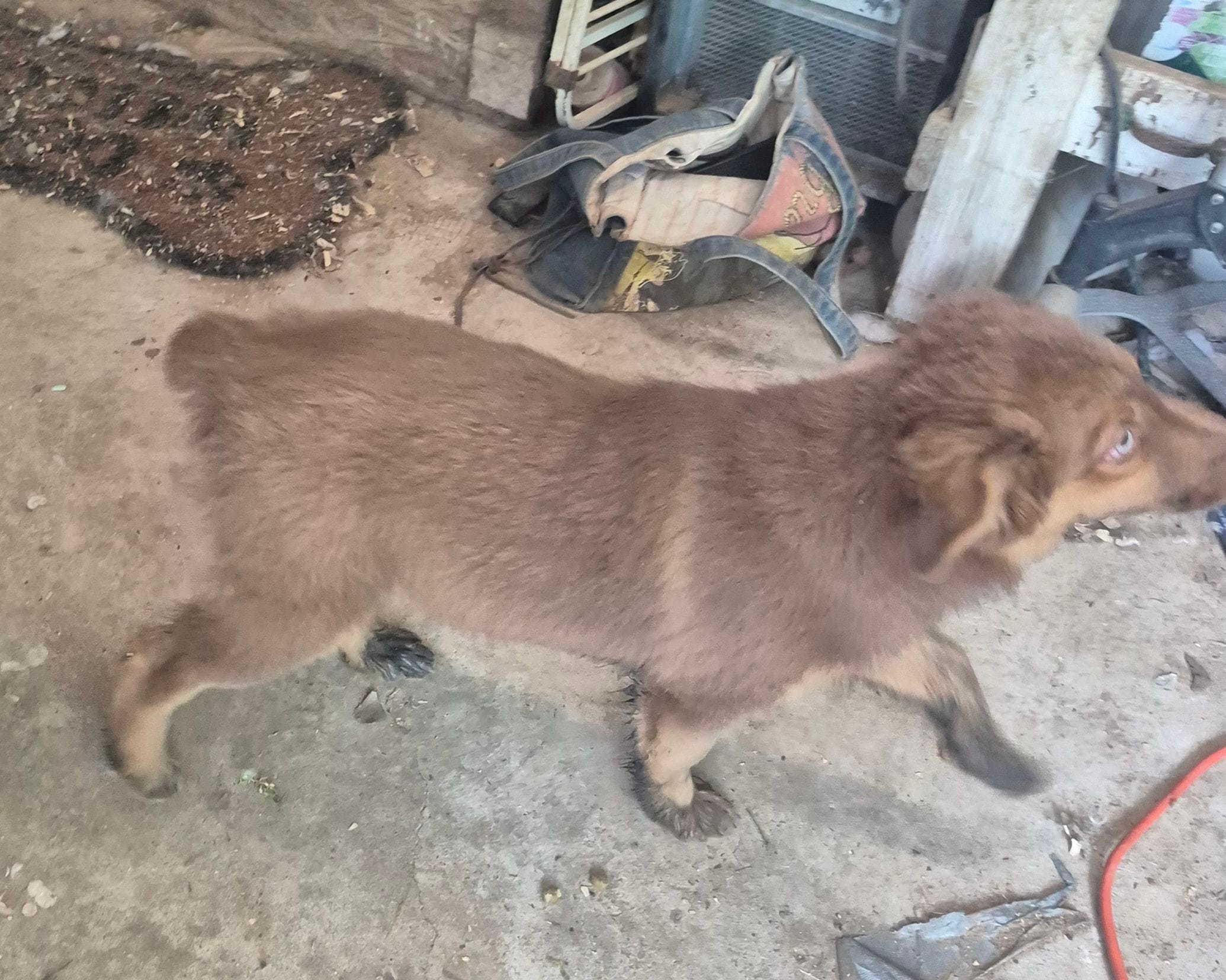 Utah, a female Miniature Australian Shepherd for sale in Alba, TX – Photo 2 of 2