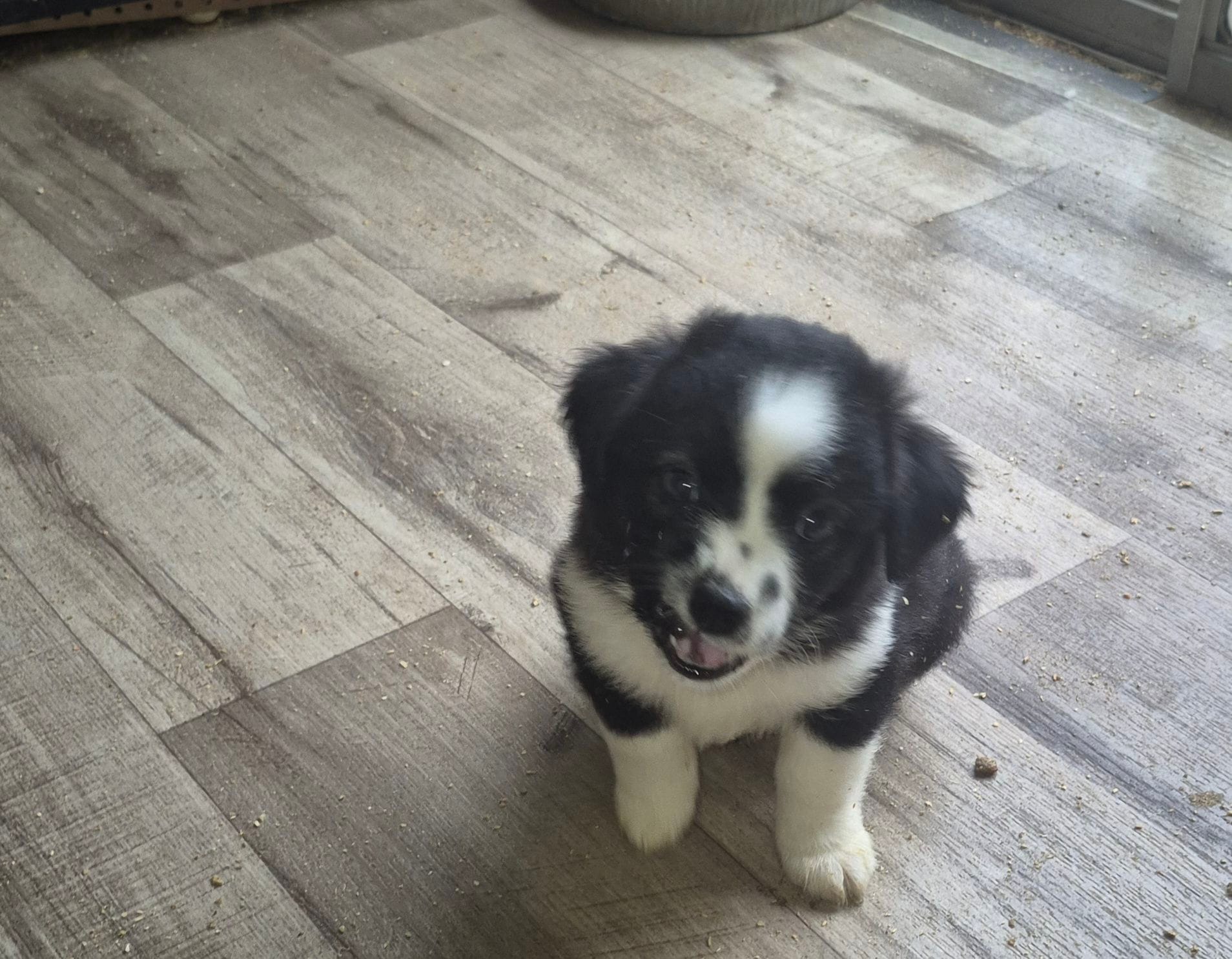 Mounds – Toy Australian Shepherd puppy for sale in Alba, TX