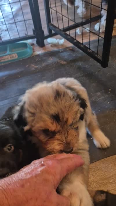 Glinda, a female Aussiedoodle for sale in Alba, TX – 2 of 4