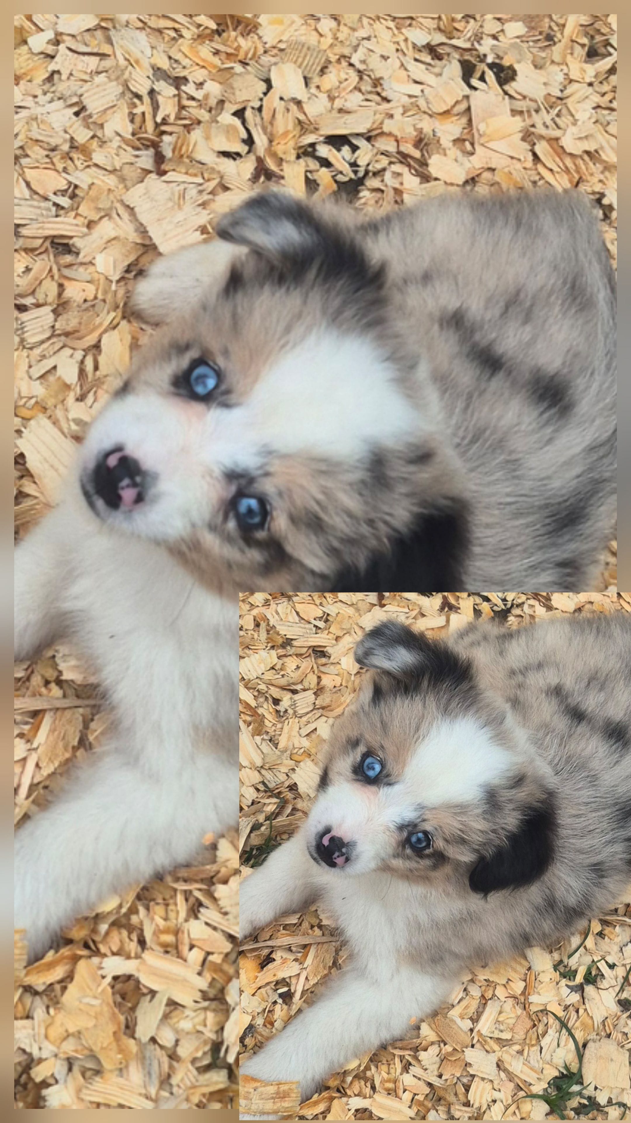 Milky way – Toy Australian Shepherd puppy for sale in Alba, TX