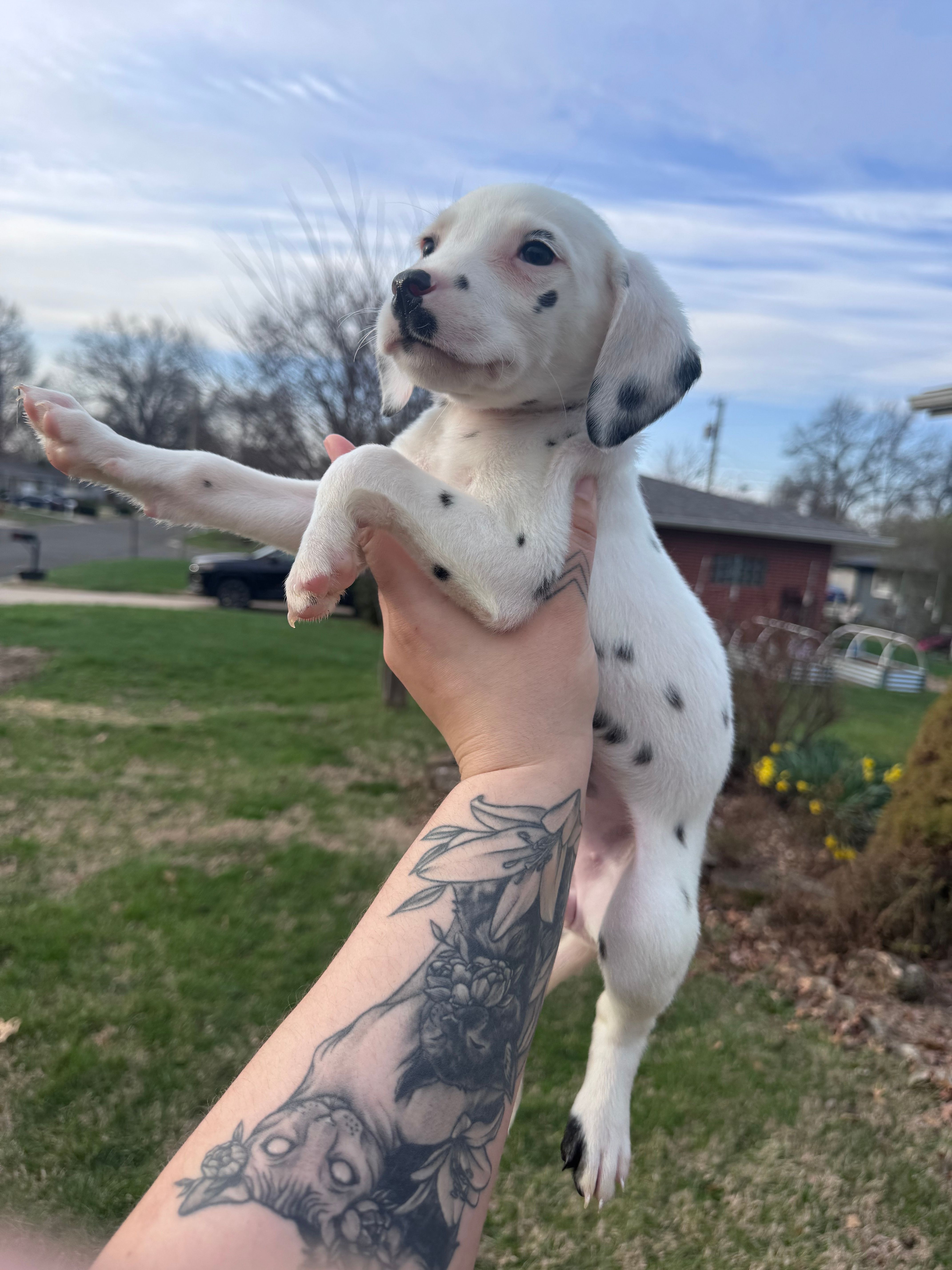 Elsa – Dalmatian puppy for sale in Highland, IL