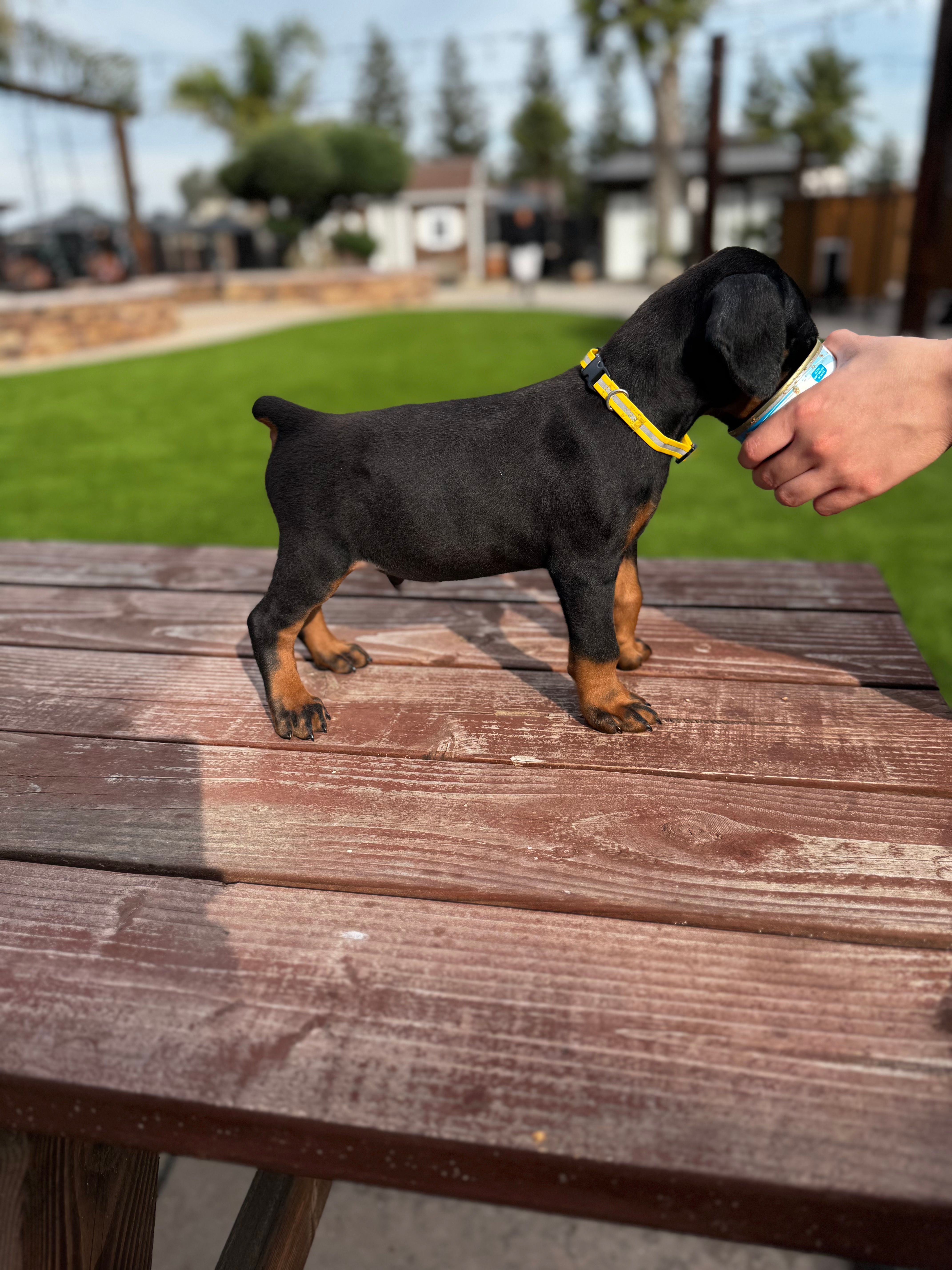 McLaren  – Doberman Pinscher puppy for sale in Madera, CA