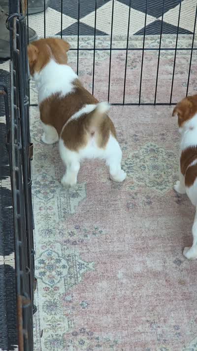 Male Jack Russell Terrier, a male Jack Russell Terrier for sale in Urbana, OH – 2 of 6
