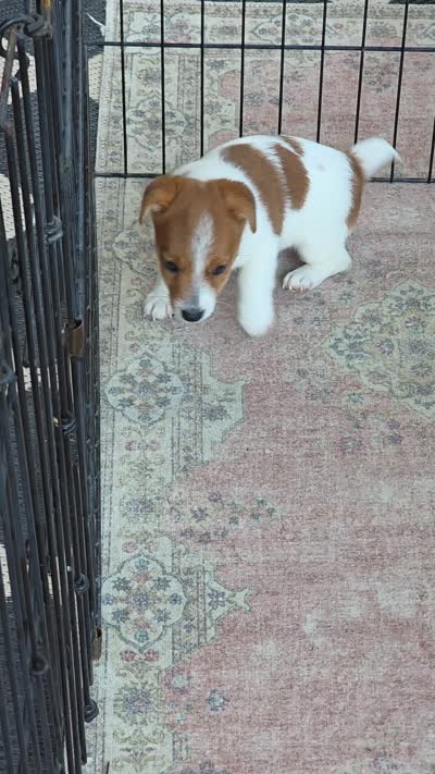 Female Jack Russell Shortie, a female Jack Russell Terrier for sale in Urbana, OH – 2 of 6