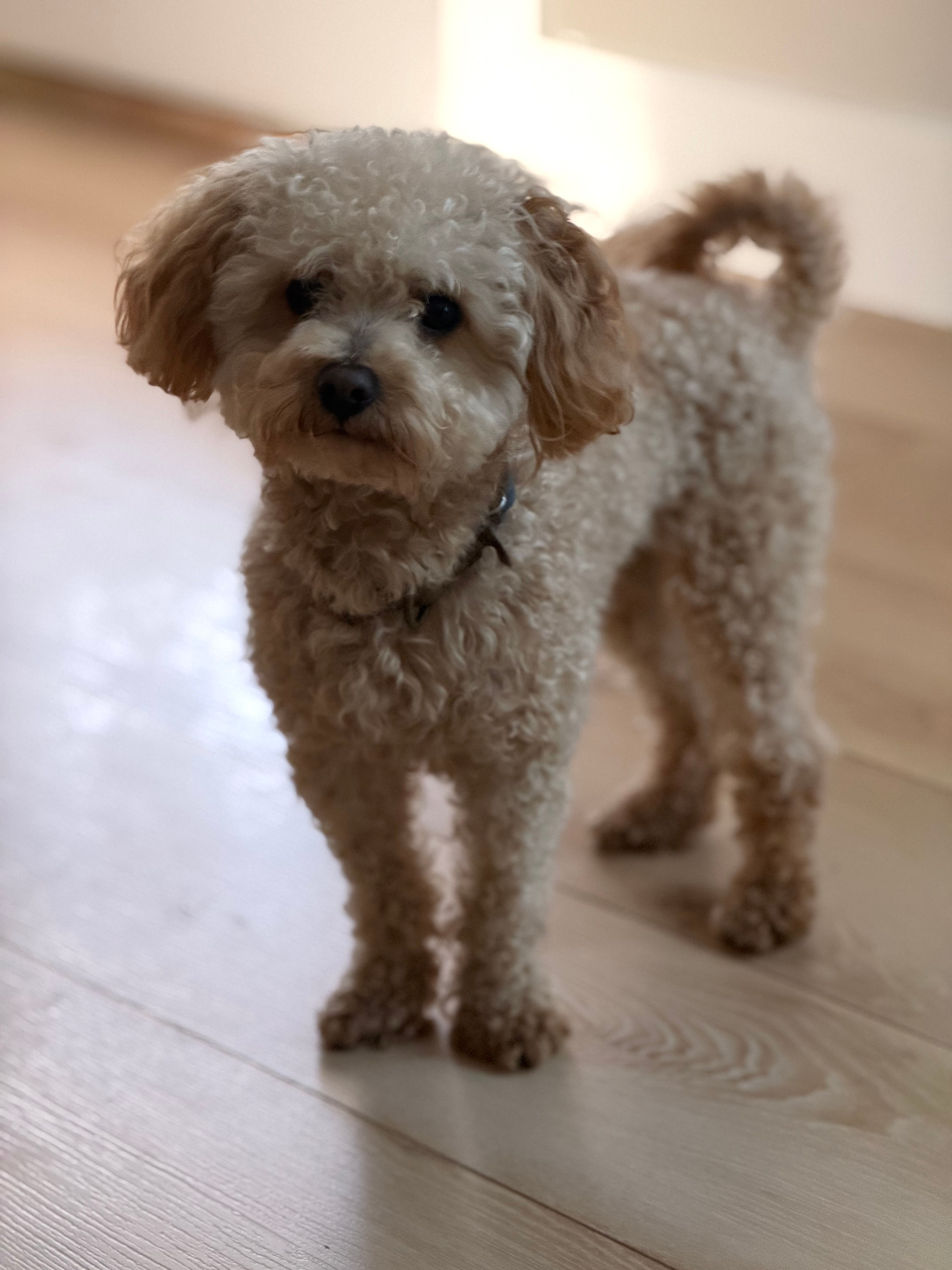 Ginger – Maltipoo puppy for sale in Inman, SC