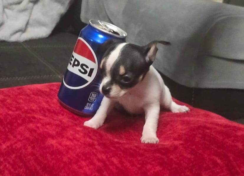 Tiny  – Chihuahua puppy for sale in Bradenton, FL