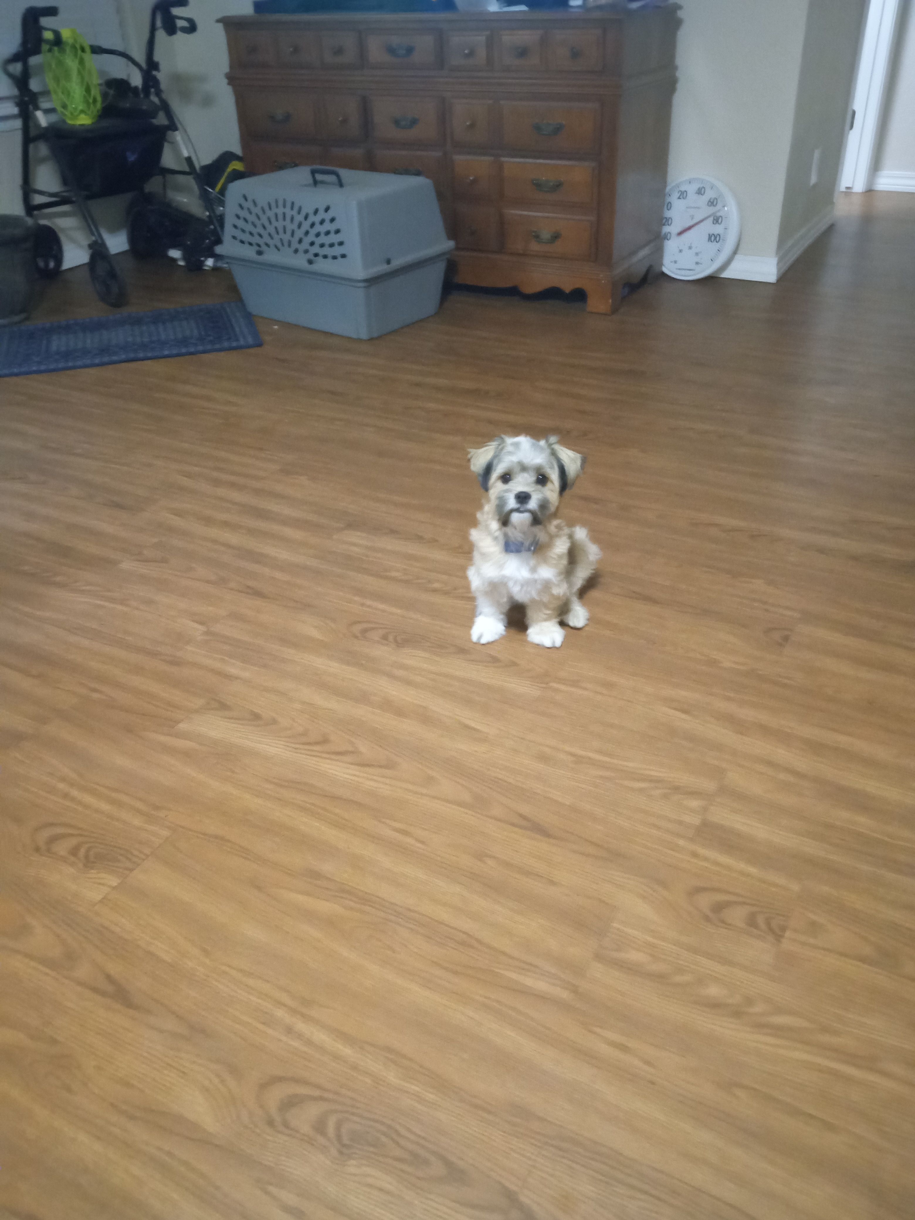 Chloe – Havapoo puppy for sale in Polo, MO