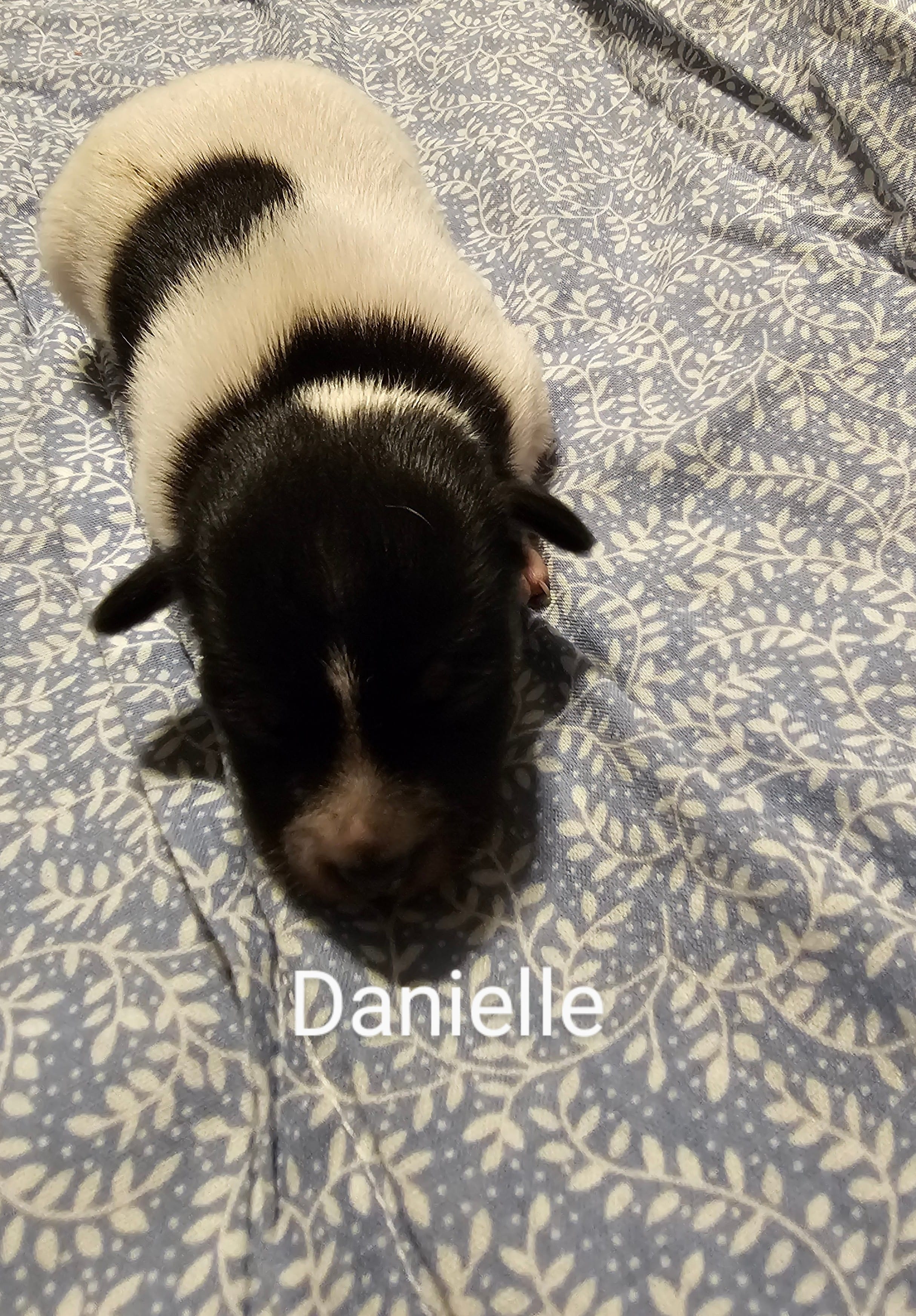 Danielle – Rat Terrier puppy for sale in Tappahannock, VA