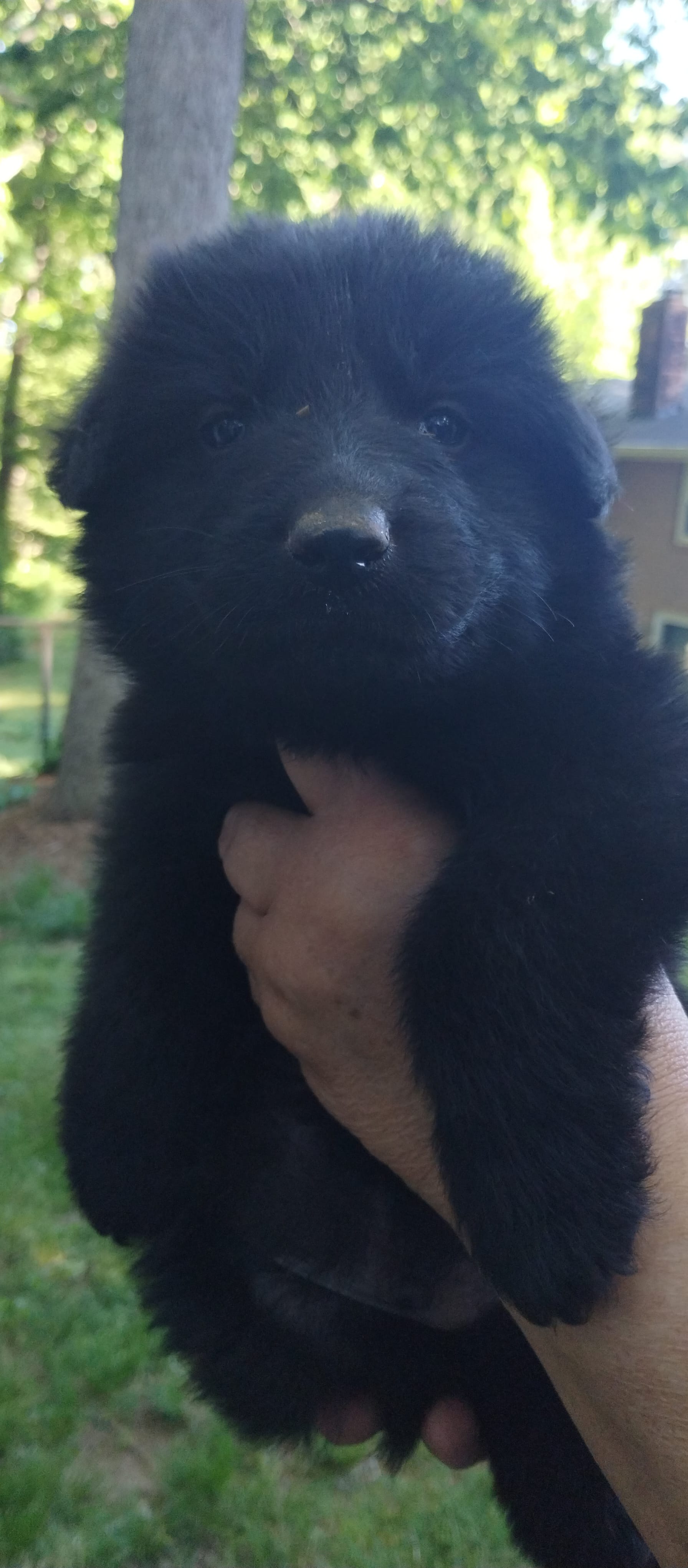 Solid black girl  – German Shepherd Dog puppy for sale in Anderson, SC