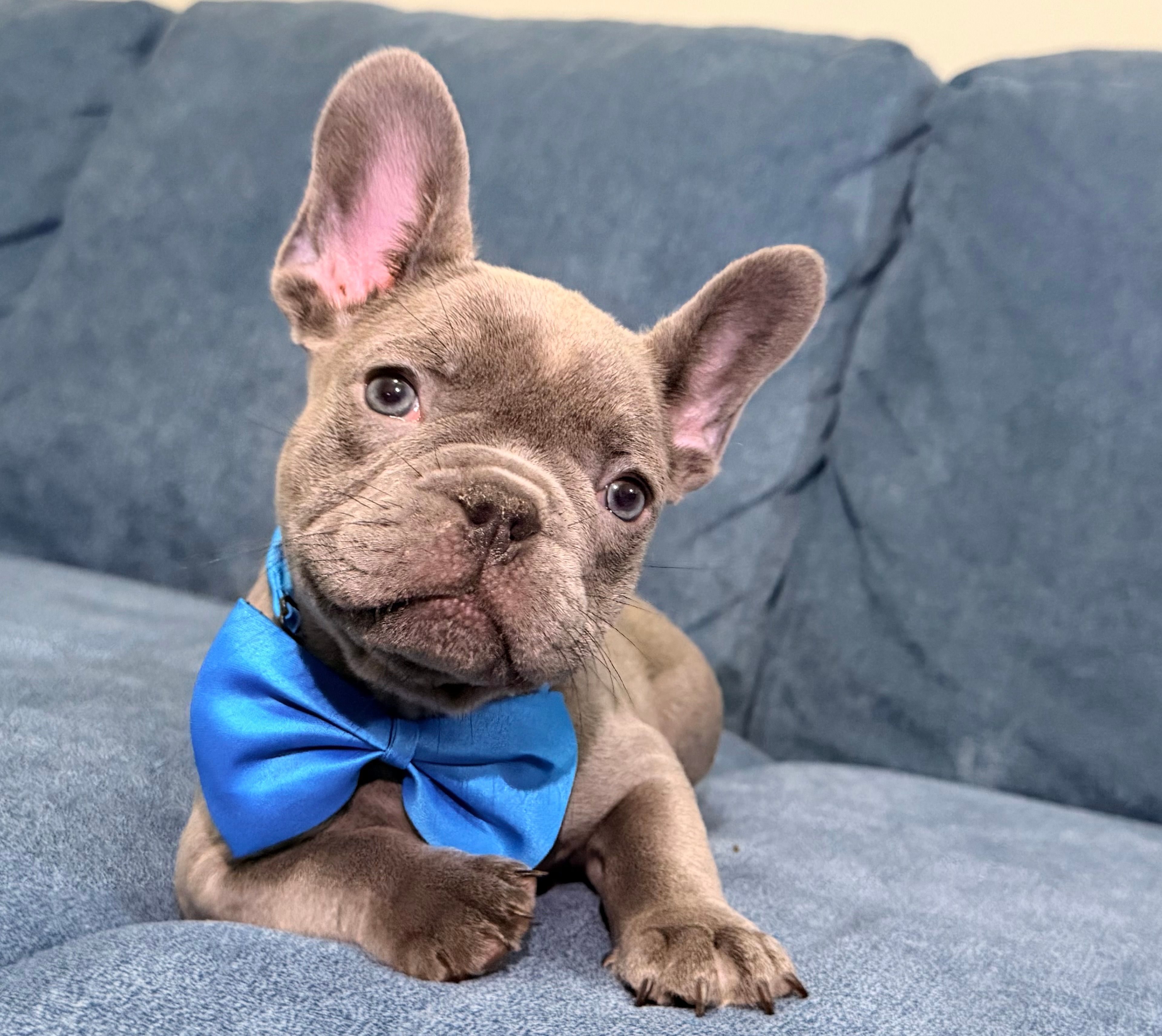 French Bulldog  – French Bulldog puppy for sale in Coconut Creek, FL