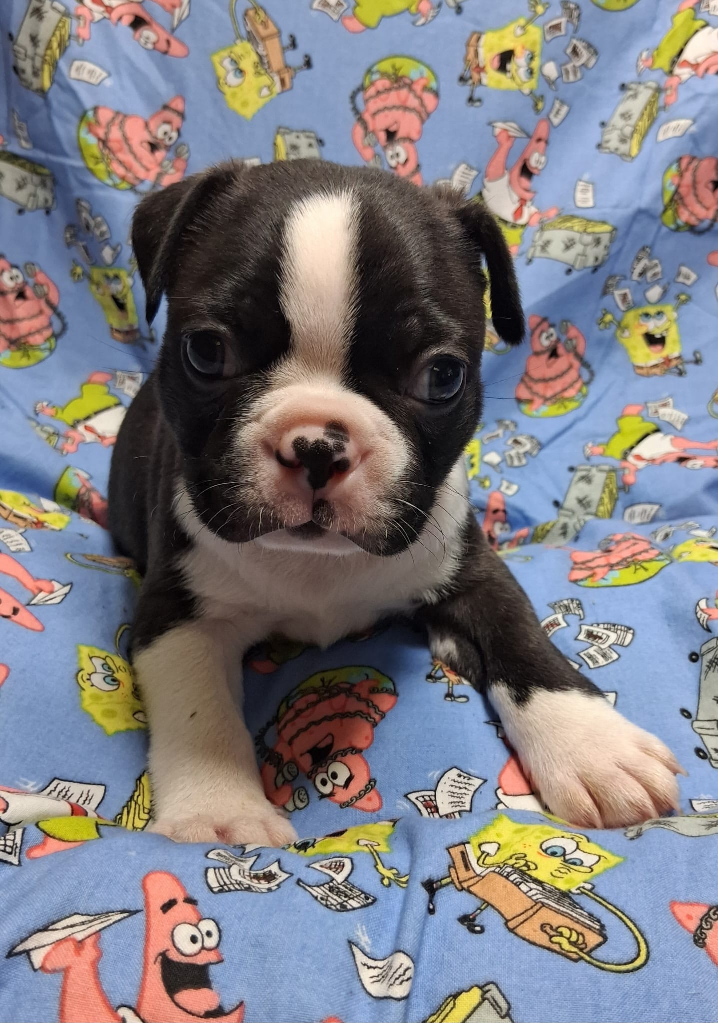Akc Bo Ch.Bloodline  – Boston Terrier puppy for sale in Poplar Bluff, MO