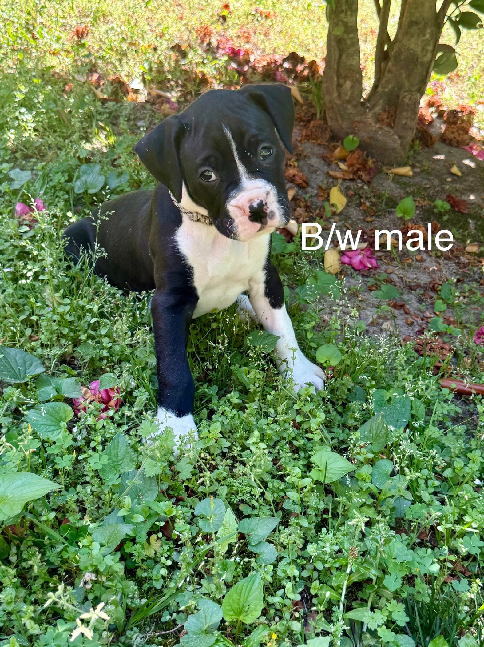 AKC Boxer Puppy – Boxer puppy for sale in Taylors, SC