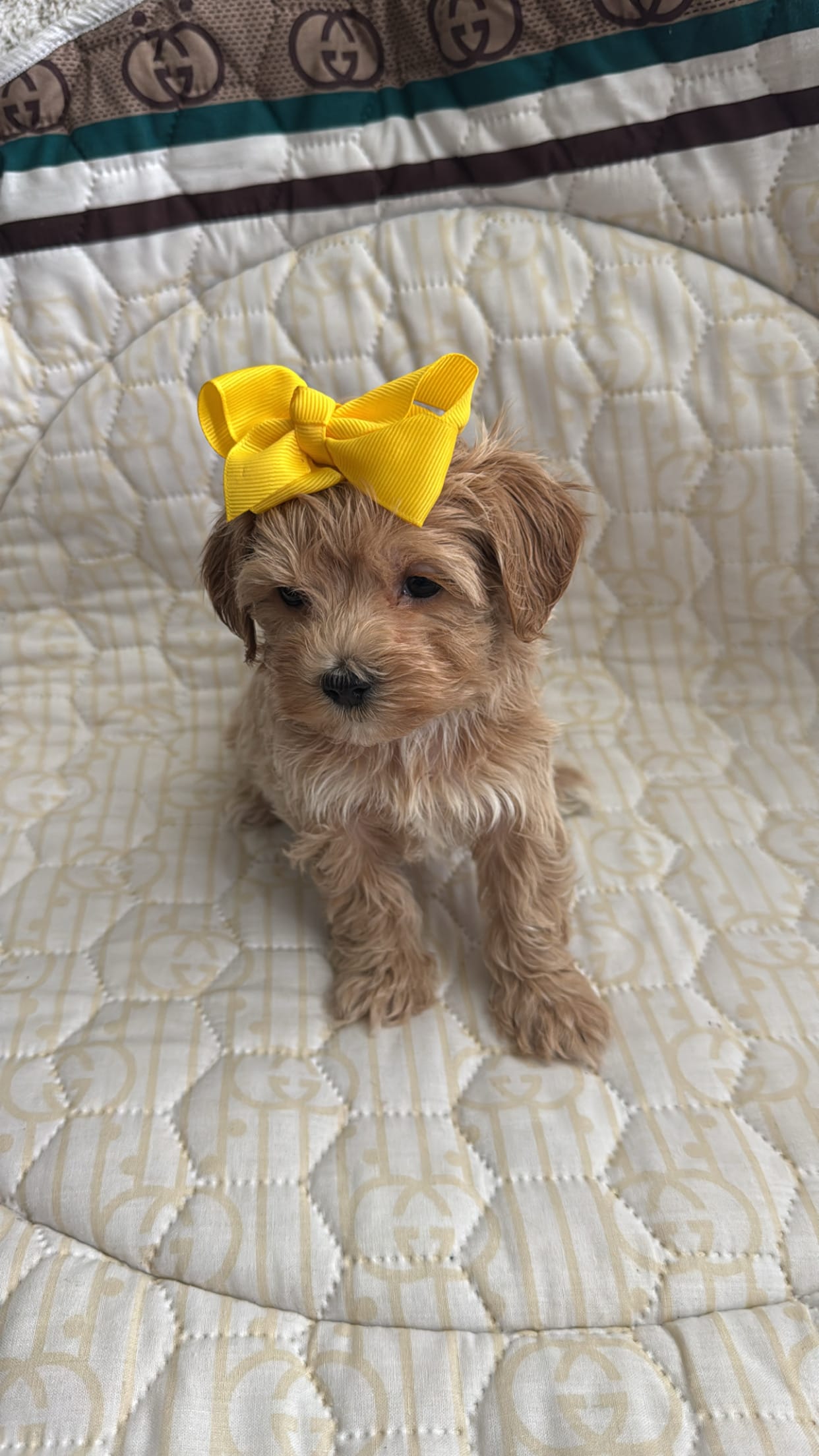 Maltipoo pet only – Maltipoo puppy for sale in Dallas, TX