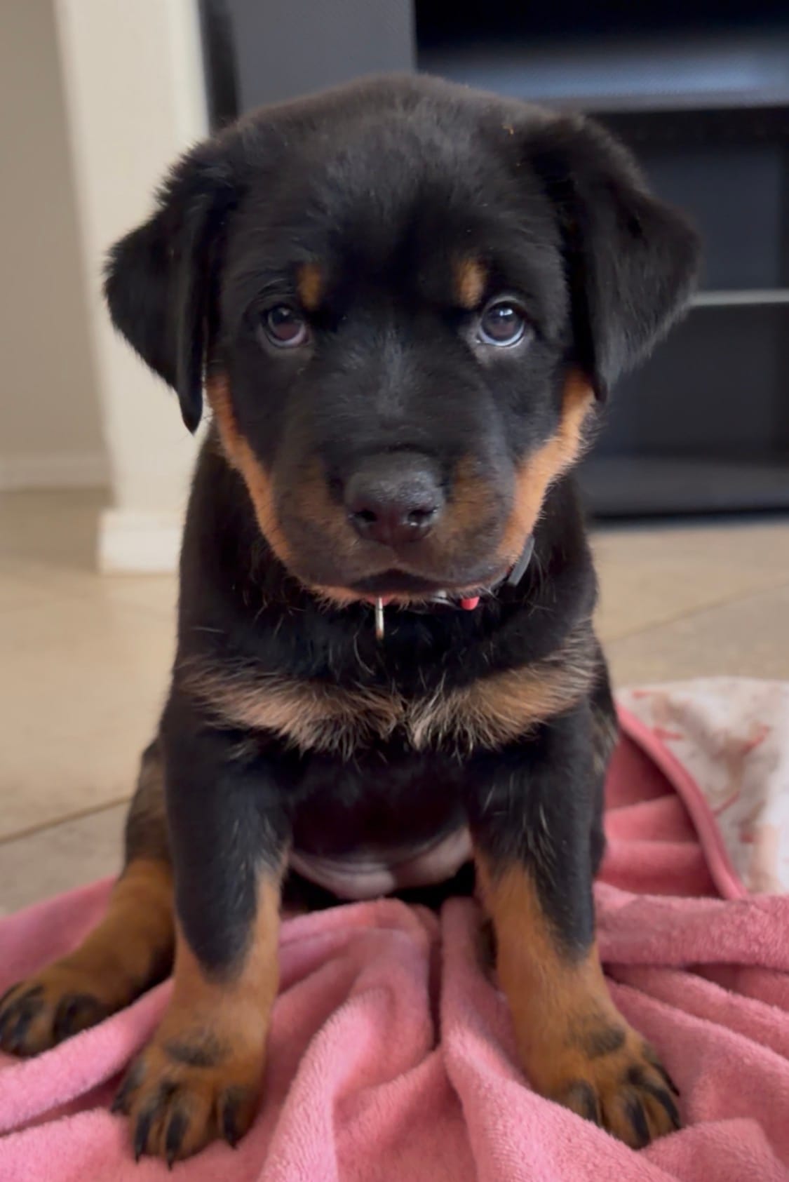 Pink Girl – Rottweiler puppy for sale in Laveen, AZ