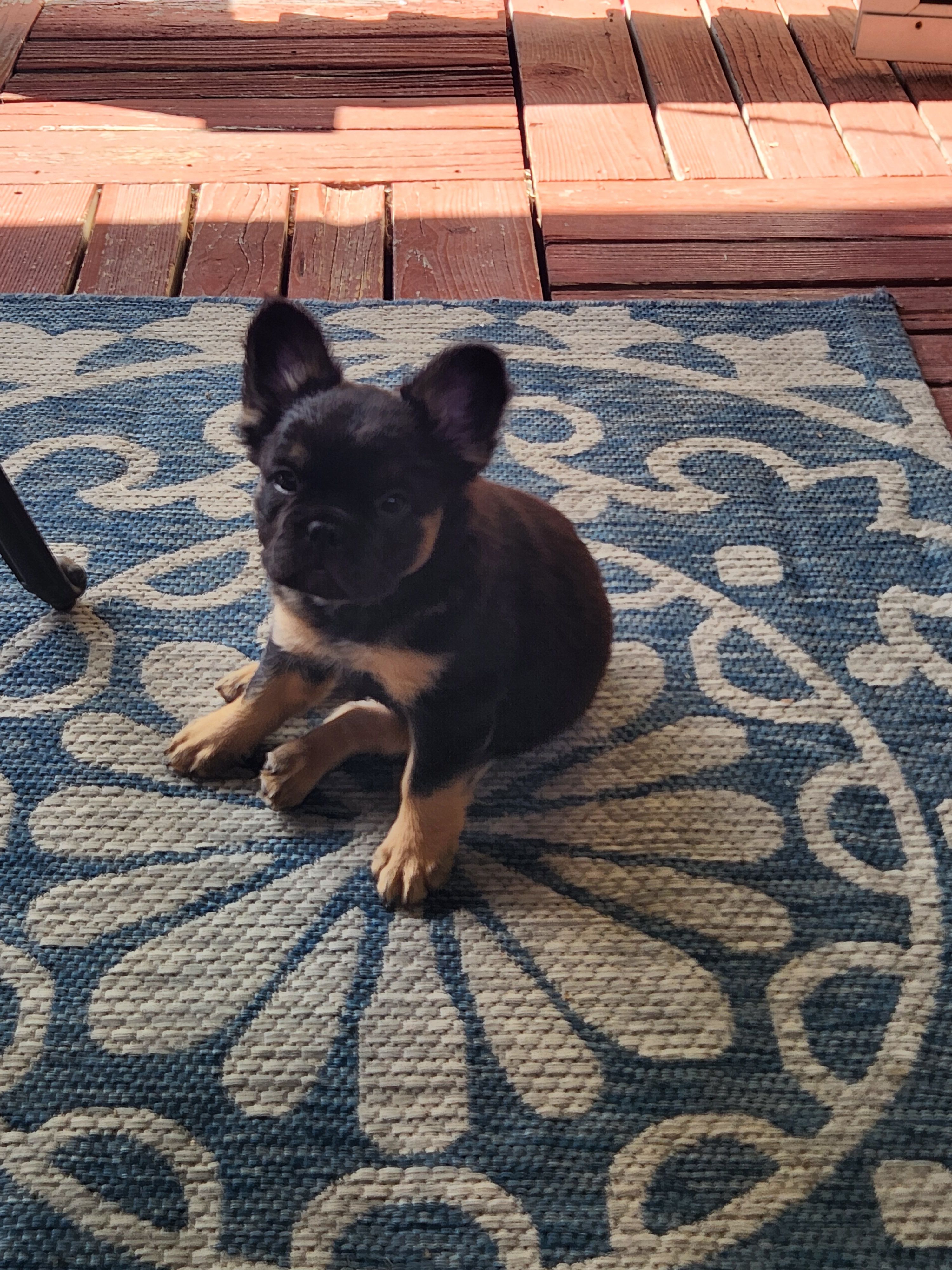 Fluffy Roz – French Bulldog puppy for sale in Thornton, CO