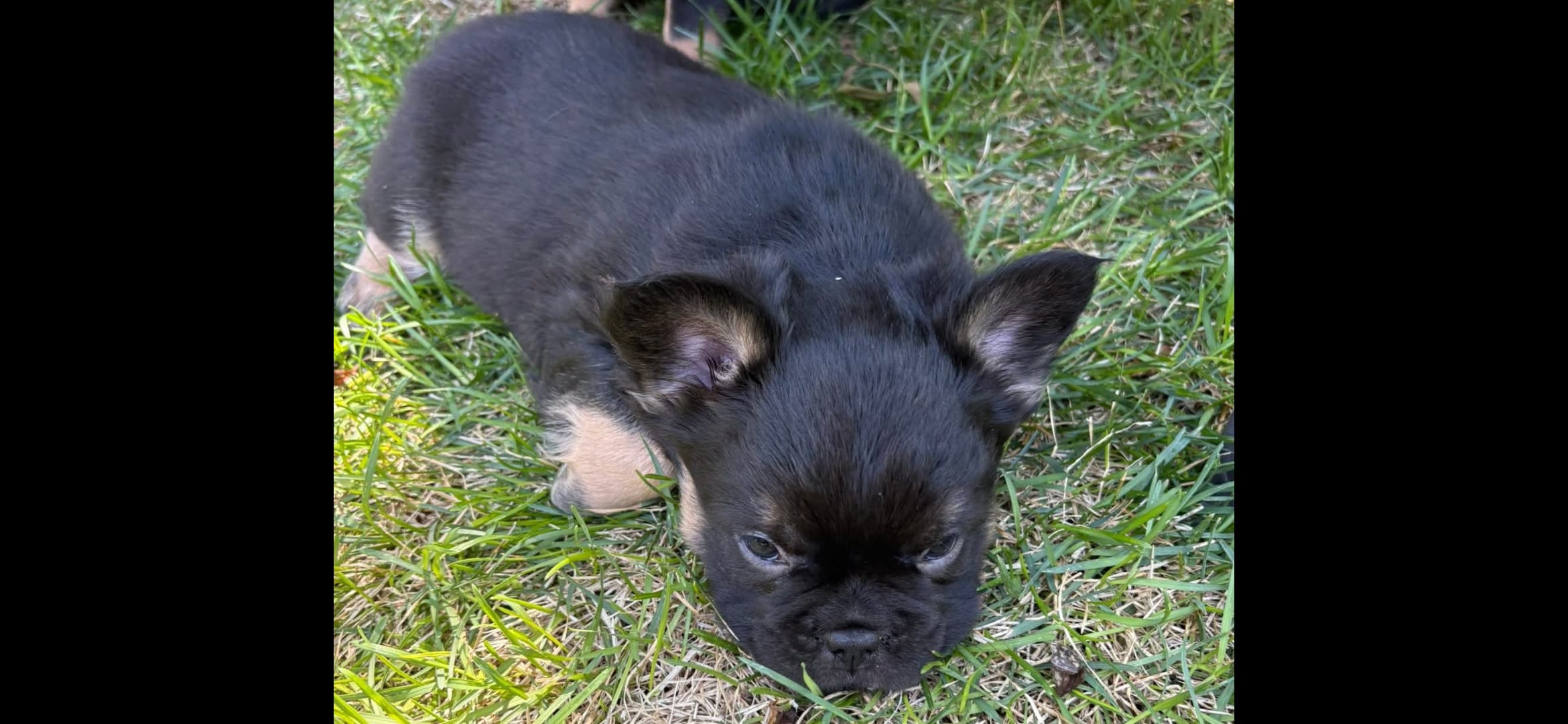 Fluffy Roz – French Bulldog puppy for sale in Thornton, CO