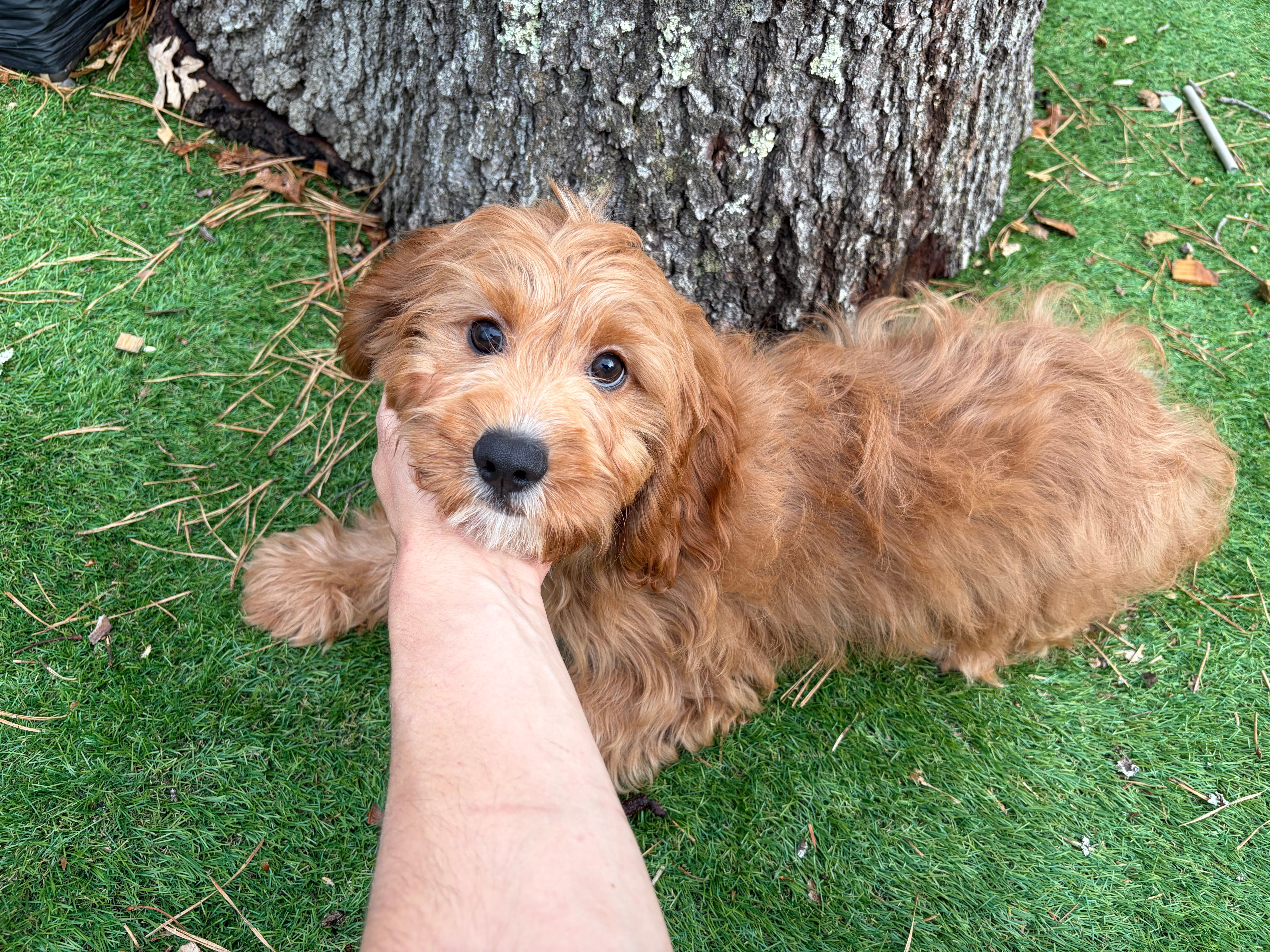 Victor – Cavapoo puppy for sale in Bourne, MA