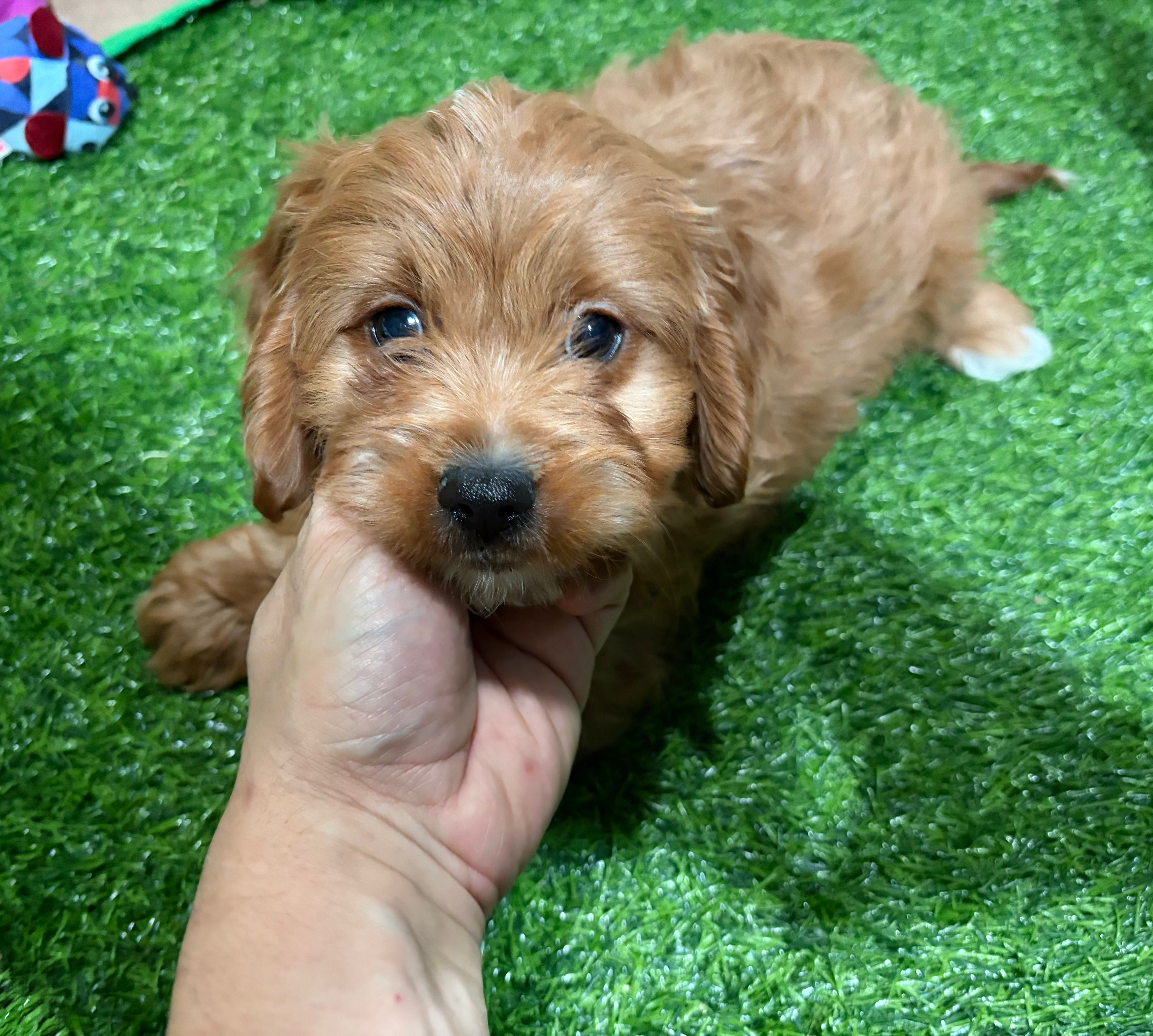Victor – Cavapoo puppy for sale in Bourne, MA