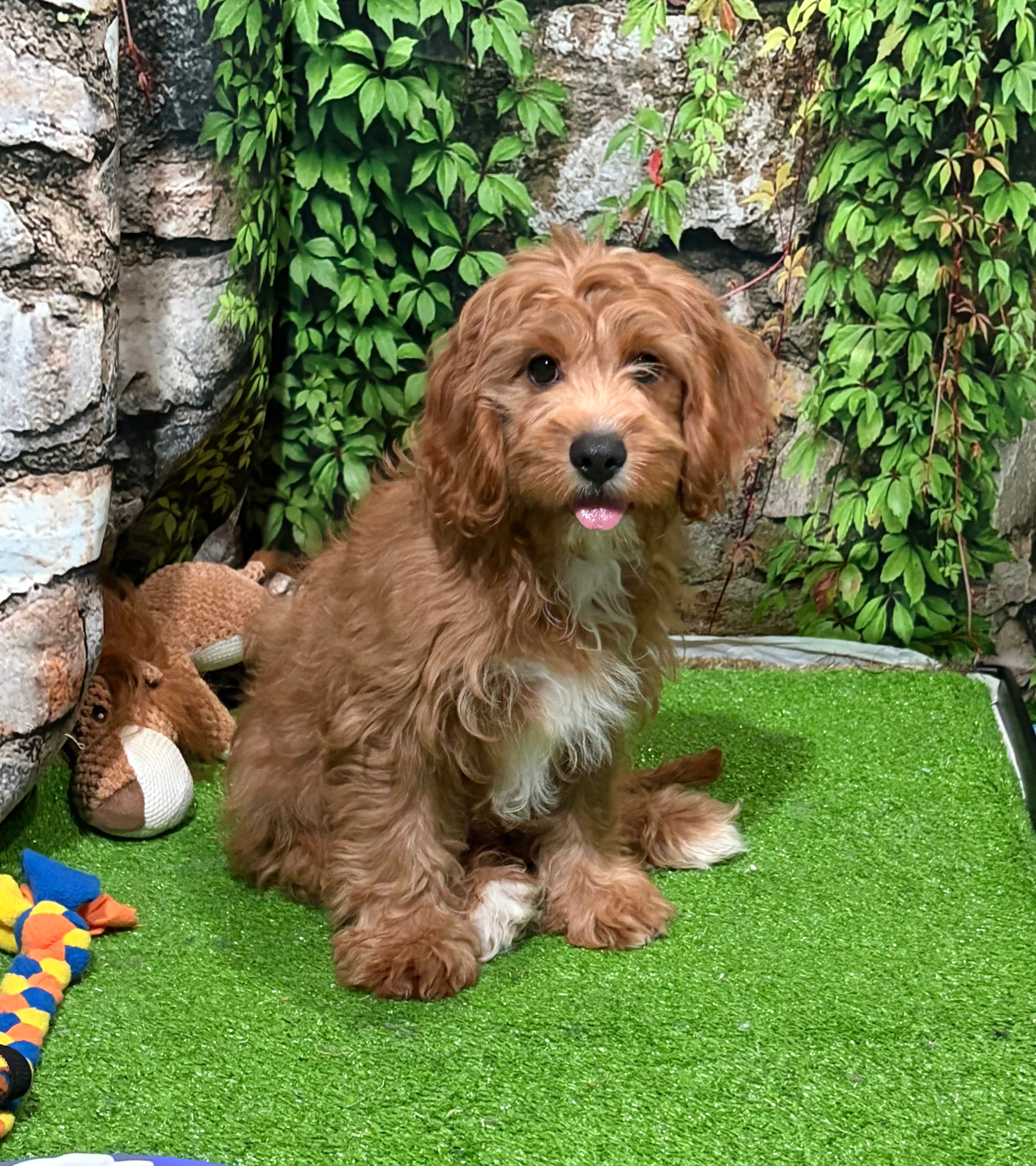 Victor – Cavapoo puppy for sale in Bourne, MA