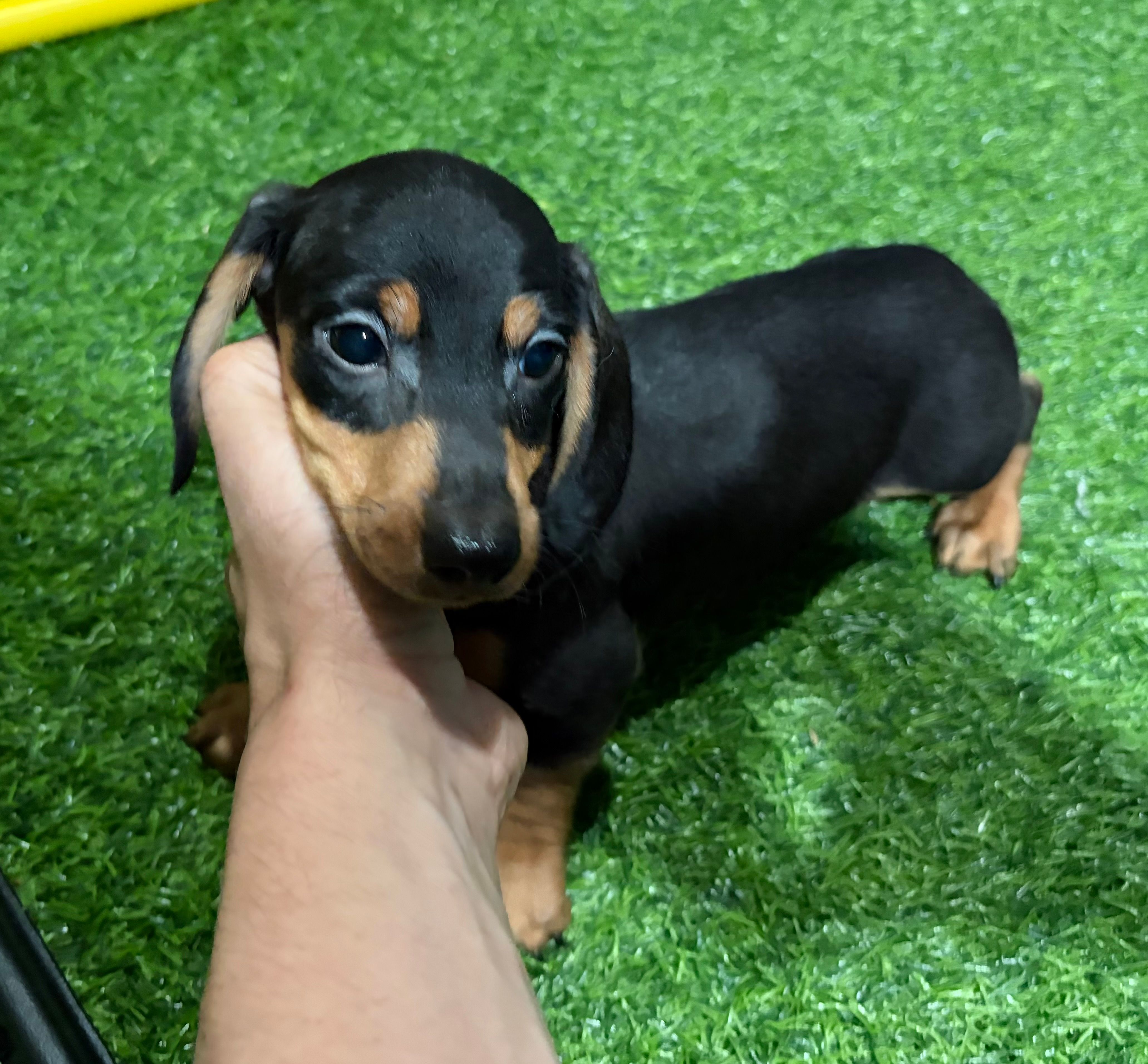 Milo – Miniature Dachshund puppy for sale in Bourne, MA