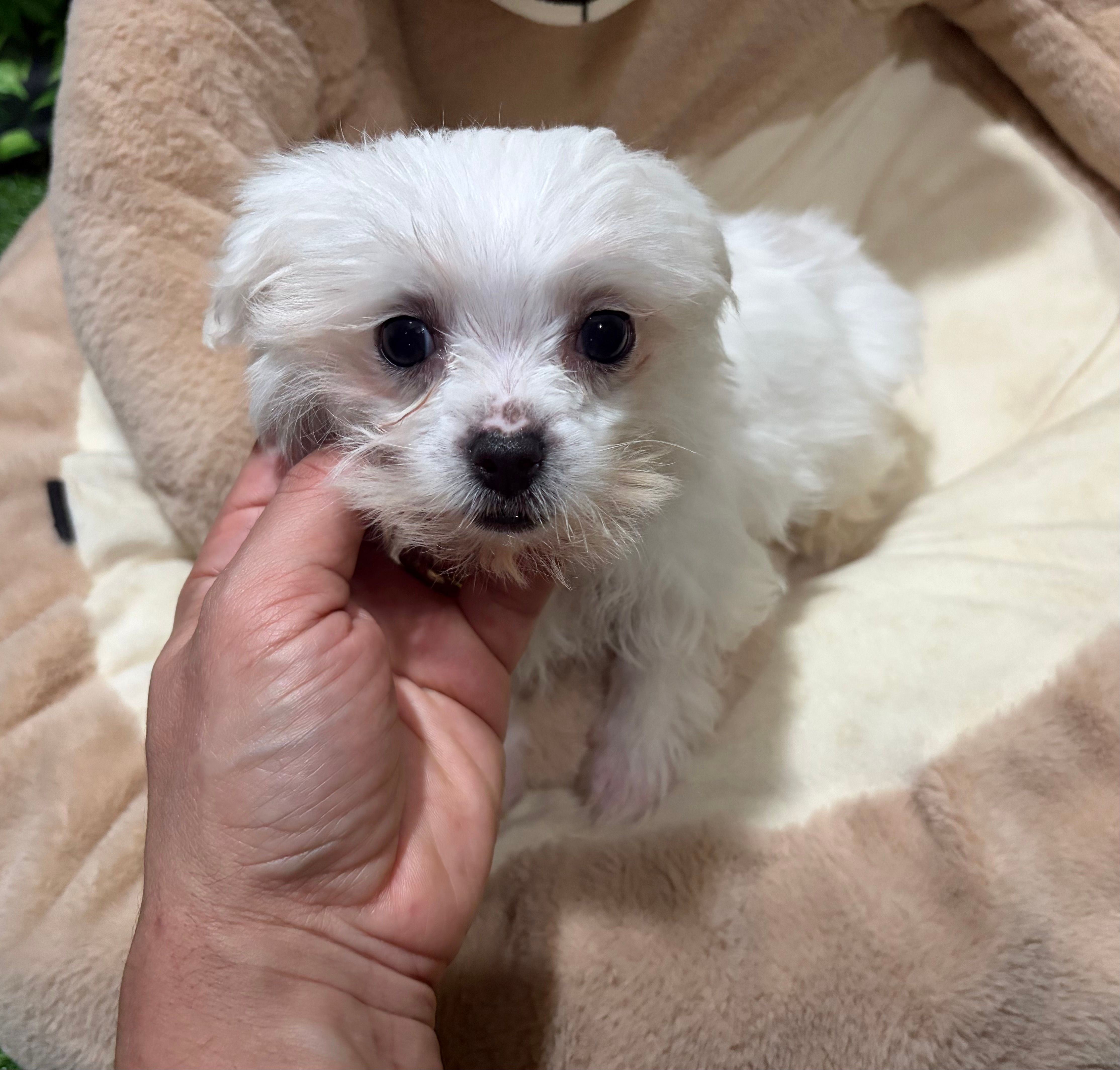 Teacup Gino – Maltese puppy for sale in Bourne, MA