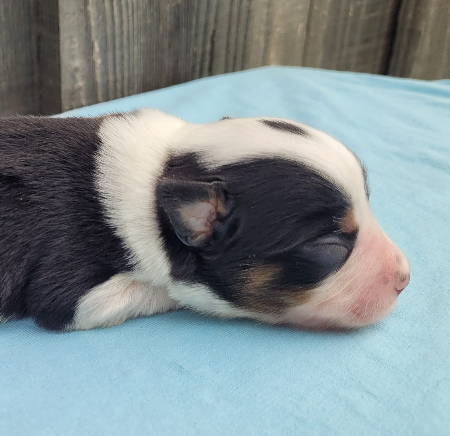 Lottie BTM – Toy Australian Shepherd puppy for sale in Chelsea, AL