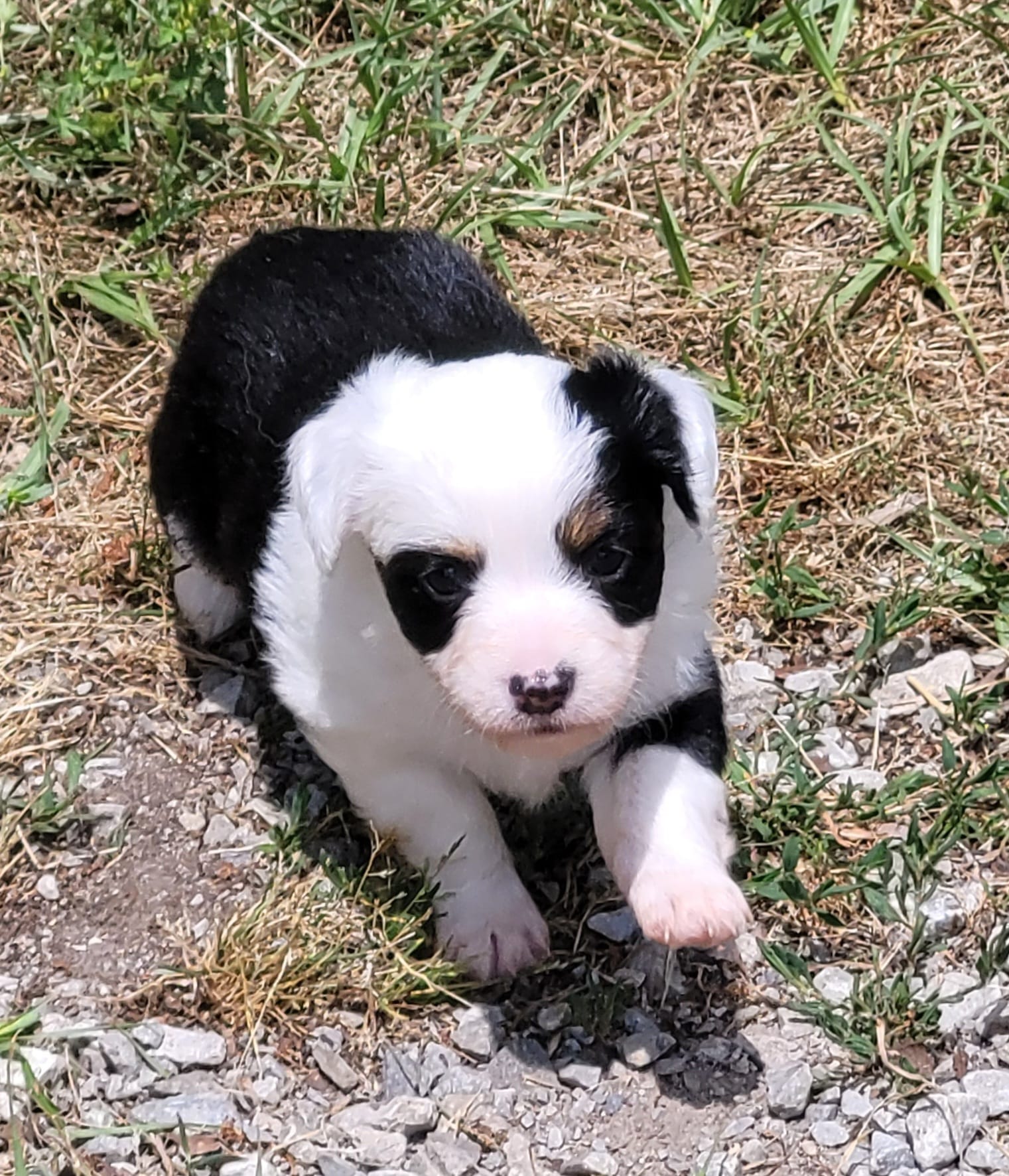 Dixie BTF – Toy Australian Shepherd puppy for sale in Chelsea, AL