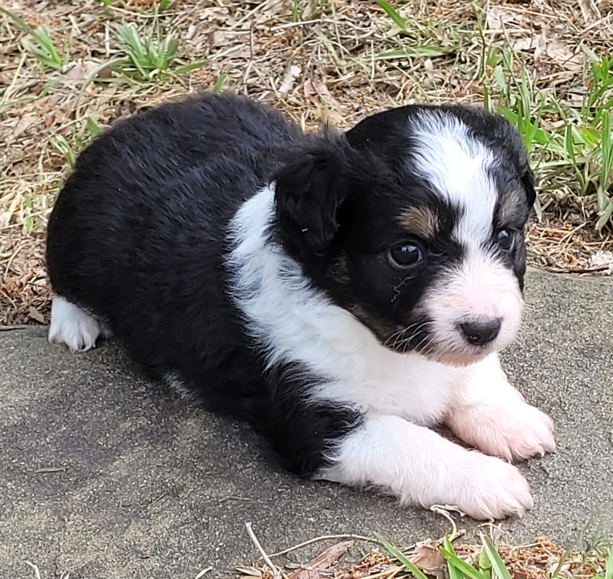 Dixie BTM – Toy Australian Shepherd puppy for sale in Chelsea, AL