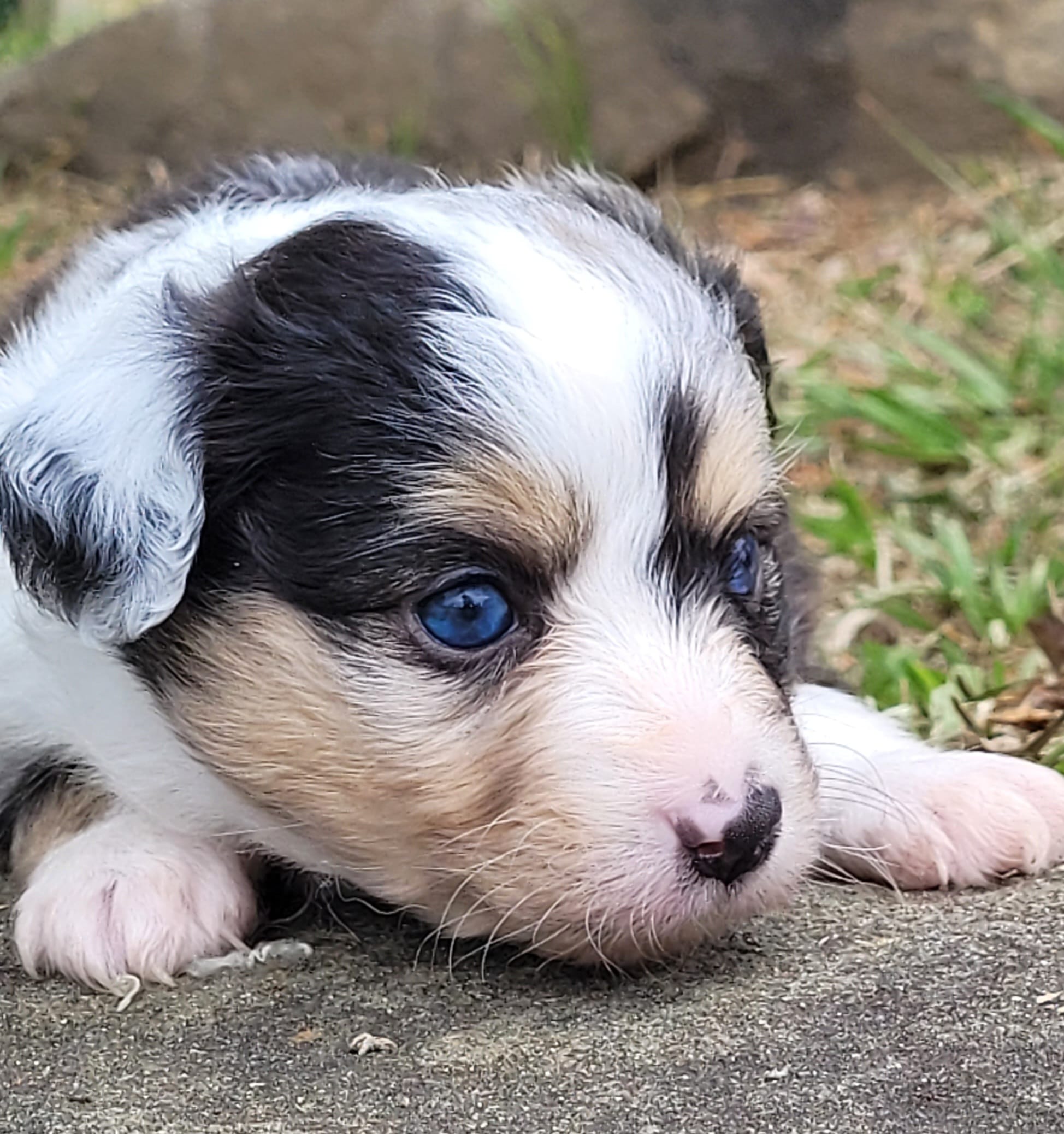 Dixie BMM – Toy Australian Shepherd puppy for sale in Chelsea, AL