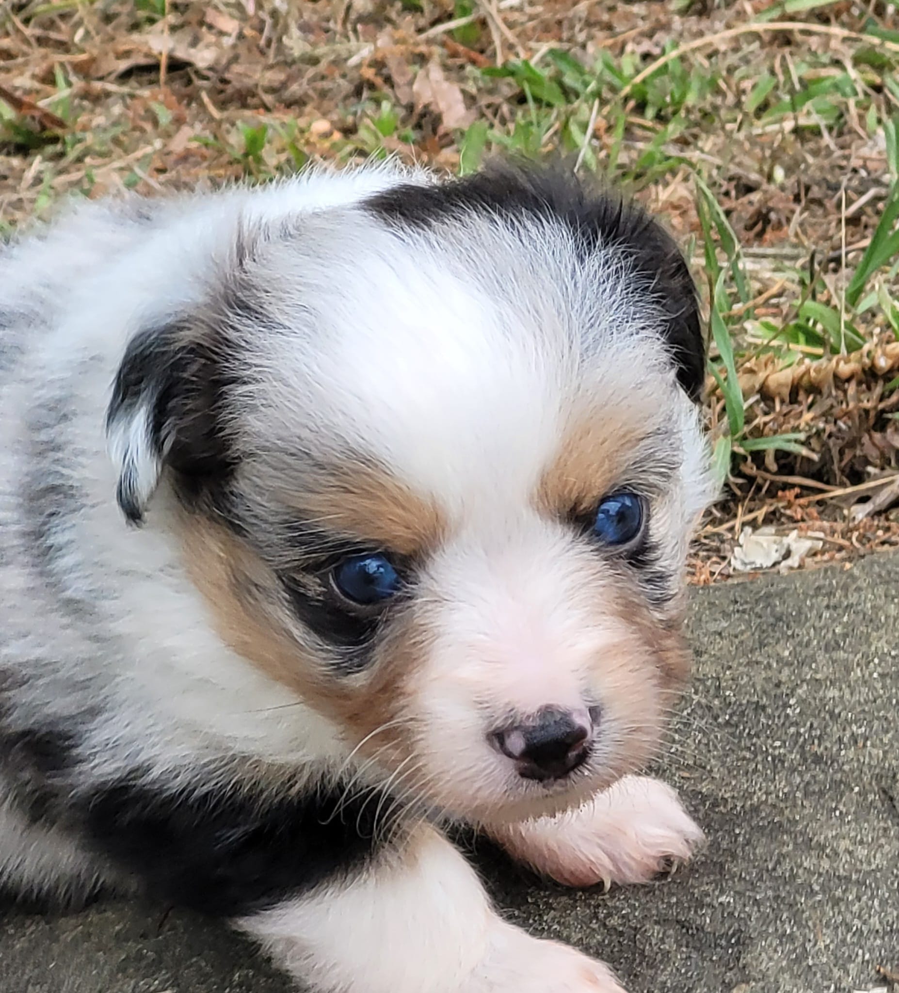 Dixie BMM – Toy Australian Shepherd puppy for sale in Chelsea, AL