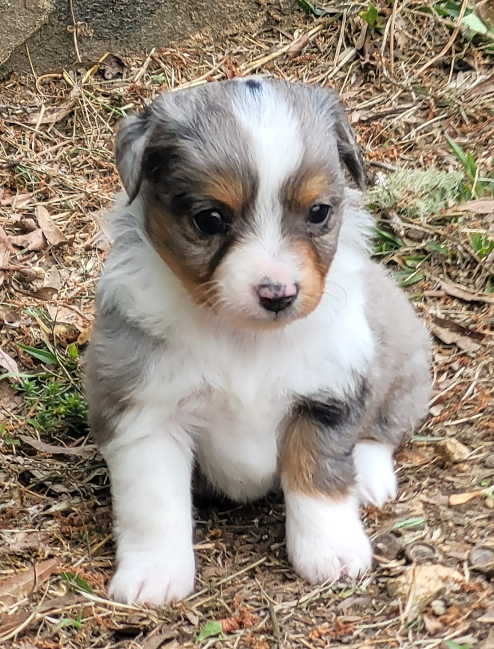 Lottie BMF – Toy Australian Shepherd puppy for sale in Chelsea, AL
