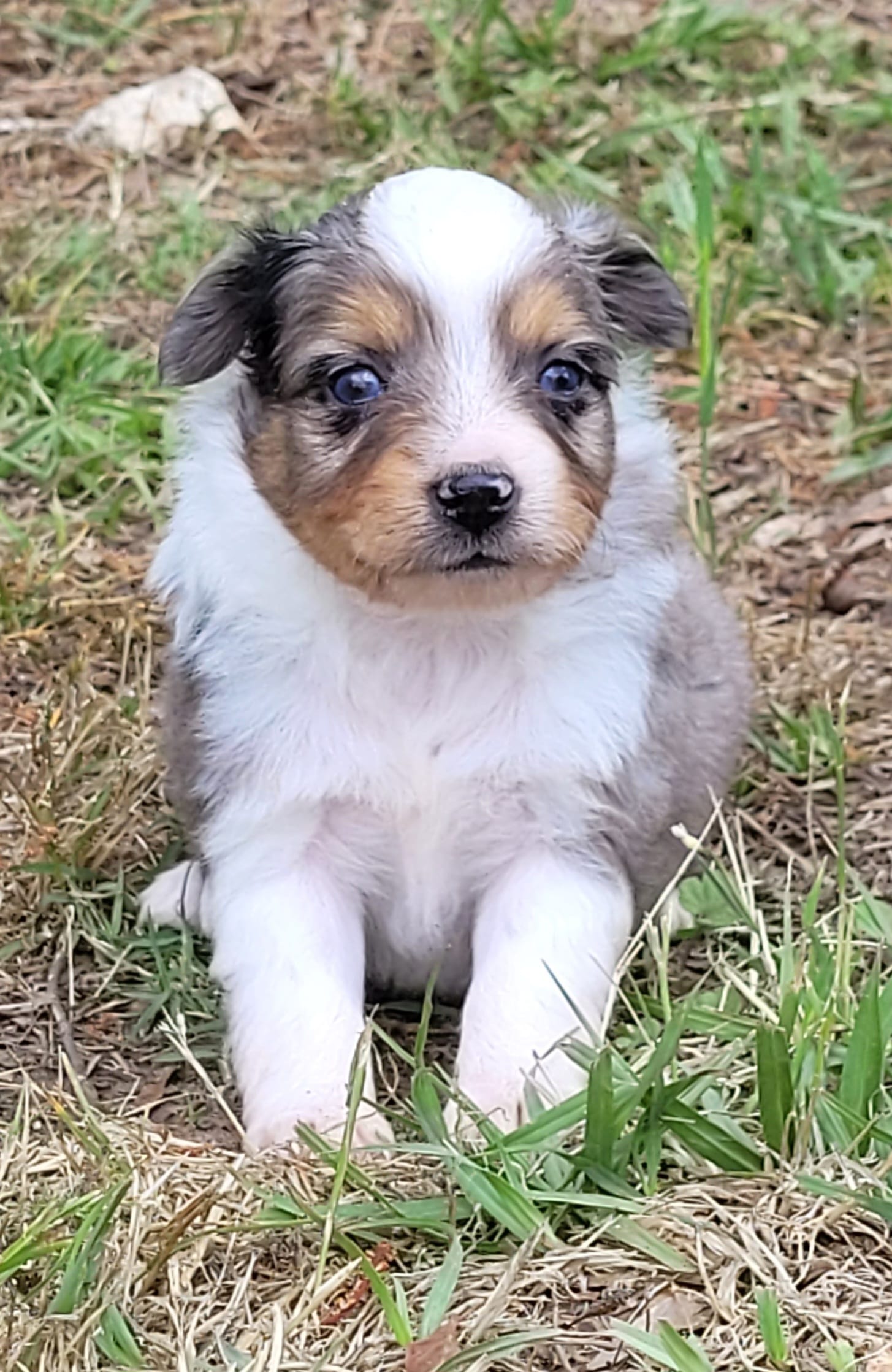 Lottie BMM – Toy Australian Shepherd puppy for sale in Chelsea, AL