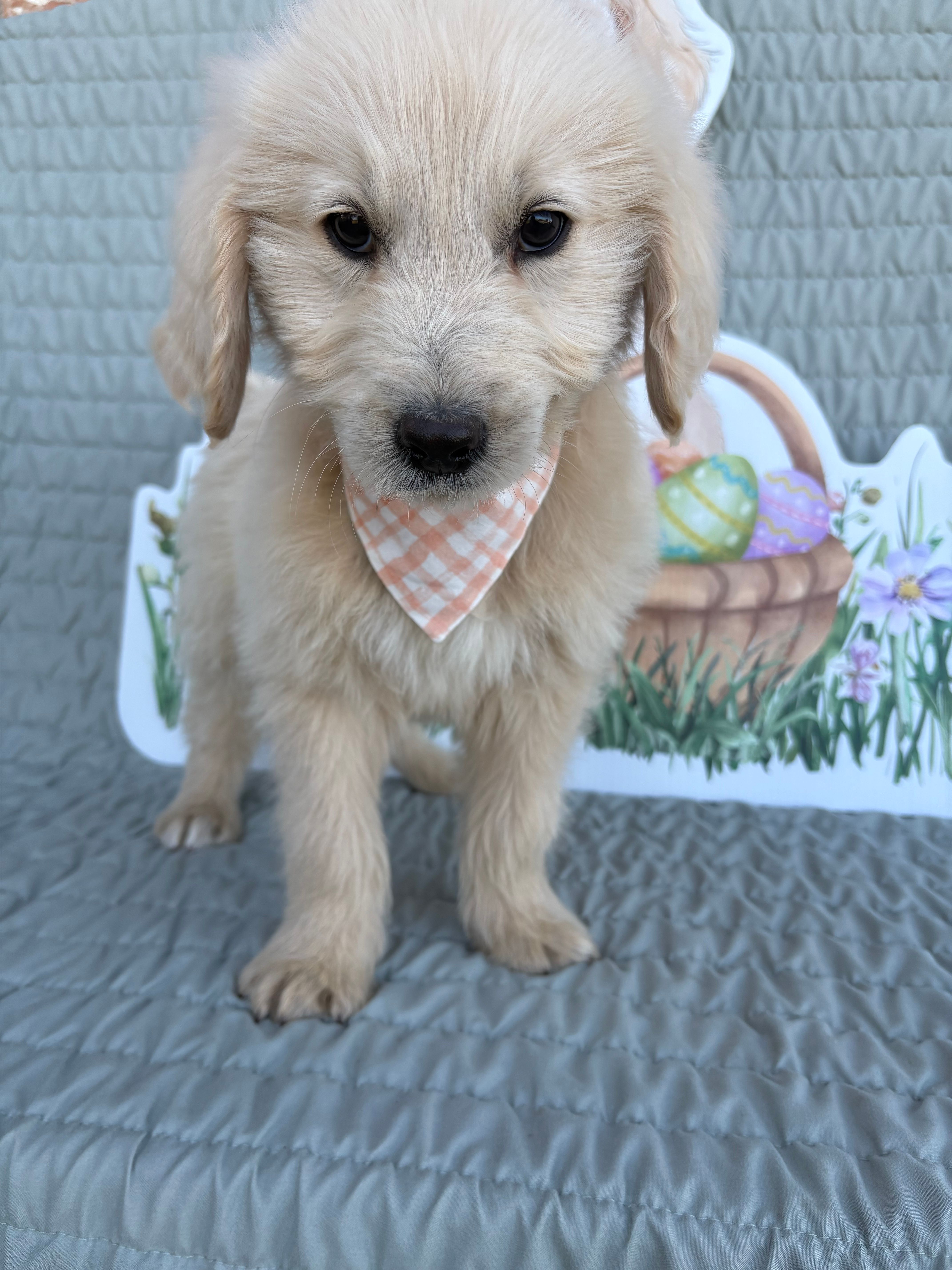 Brew – Goldendoodle puppy for sale in Clarksville, TX