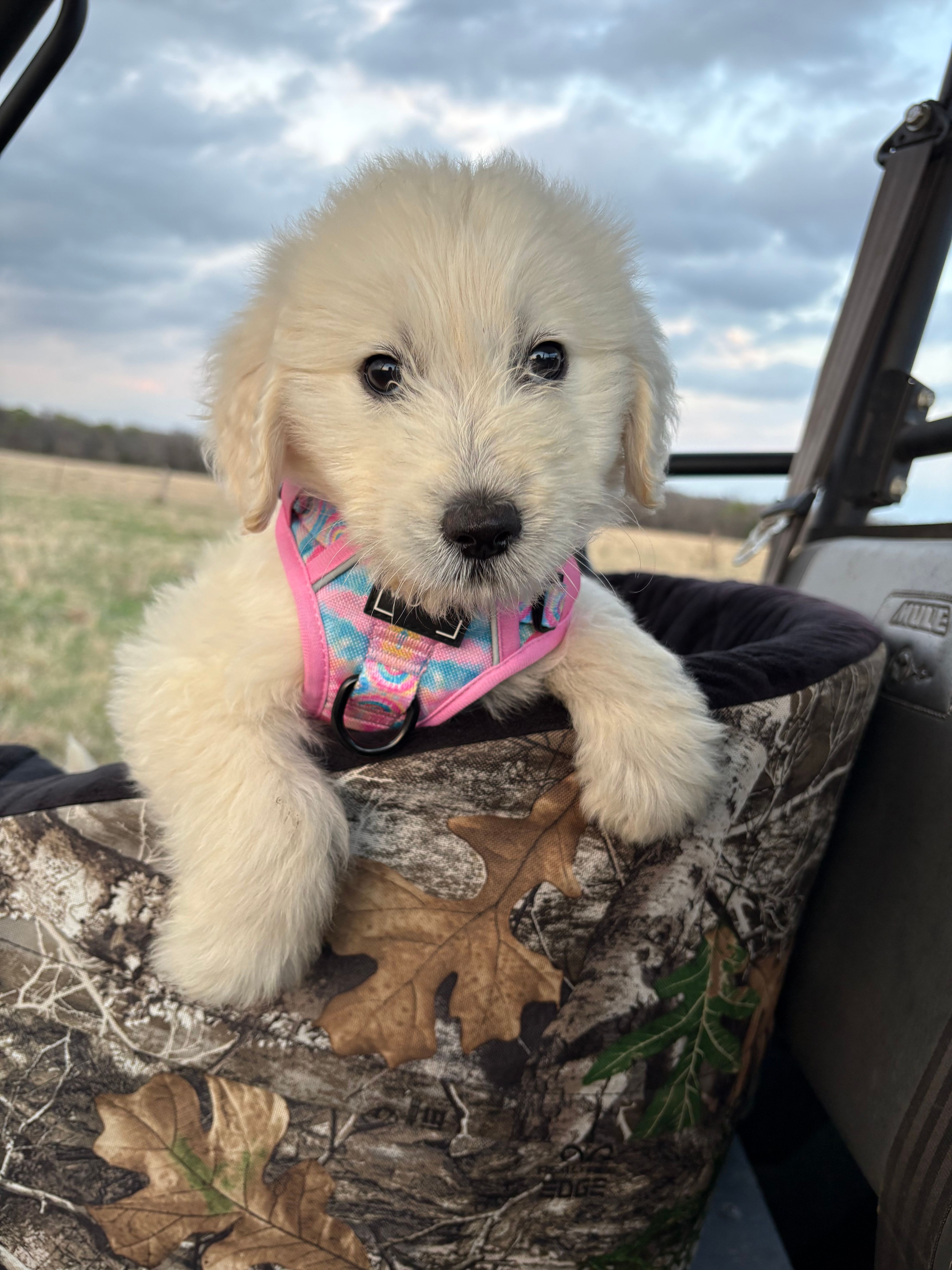 Espresso   – Goldendoodle puppy for sale in Clarksville, TX
