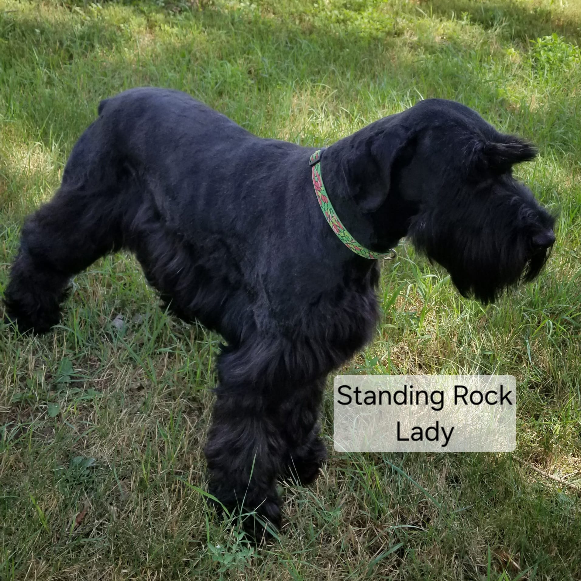 Lady's female puppy – Giant Schnauzer puppy for sale in Sheldon, IA