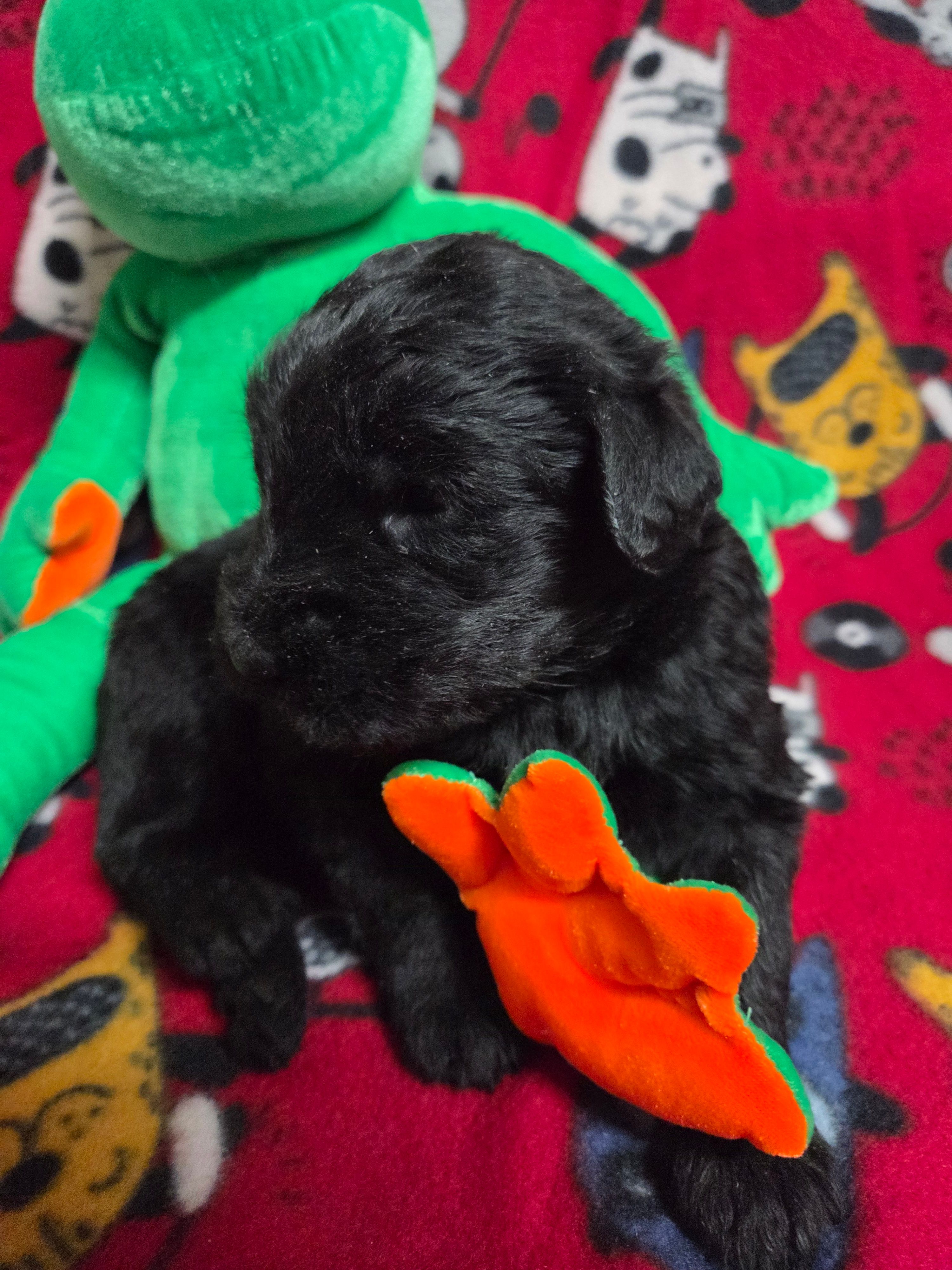 Brooklyn – Giant Schnauzer puppy for sale in Sheldon, IA