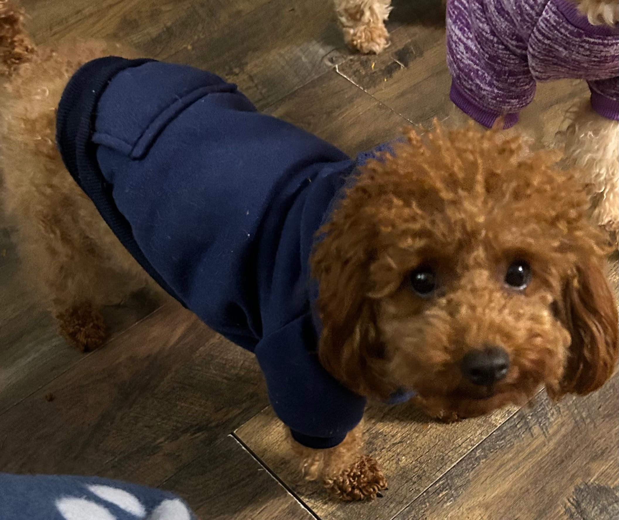 Bebe – Poodle - Toy  puppy for sale in Augusta, GA